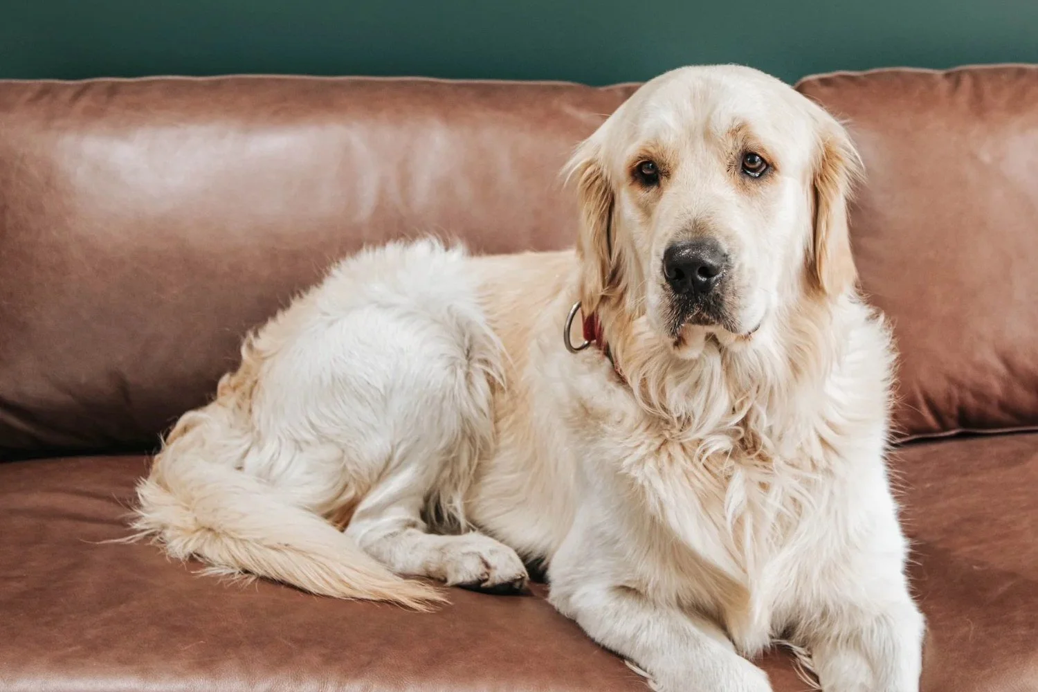 Golden retriever resting on a sofa