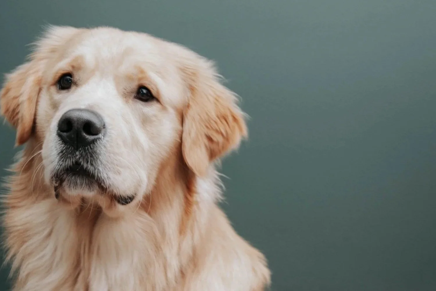 Golden retriever looking at the camera