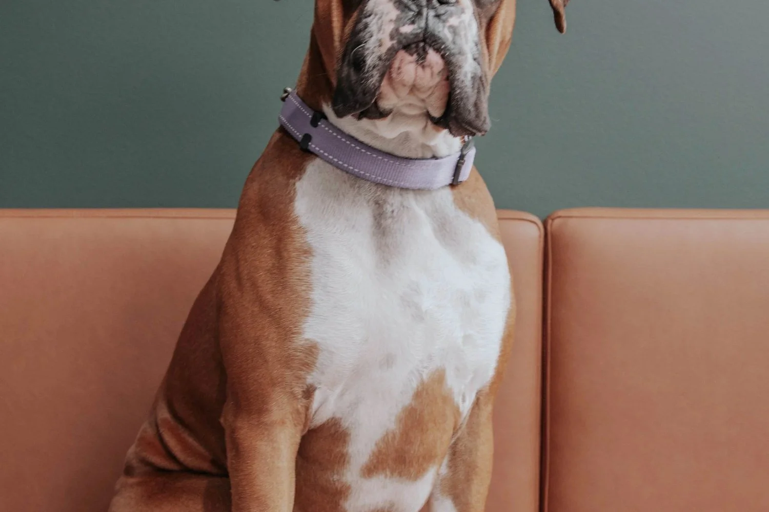 Boxer sitting on a sofa