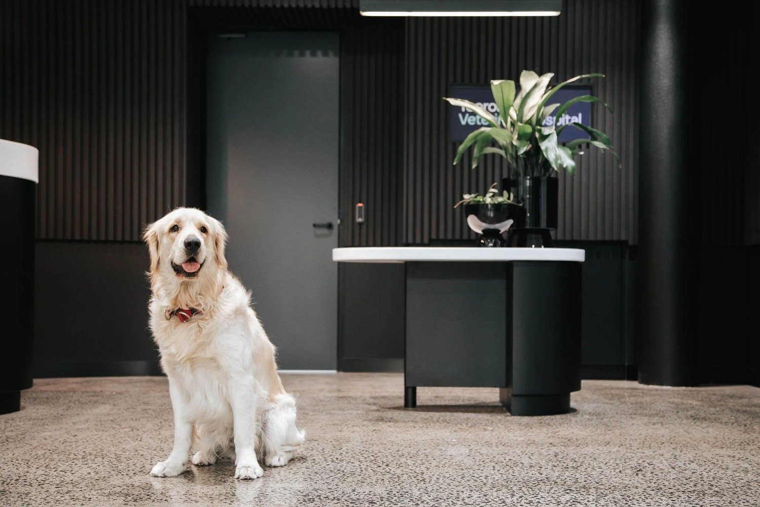 Dog sitting in the hospital reception