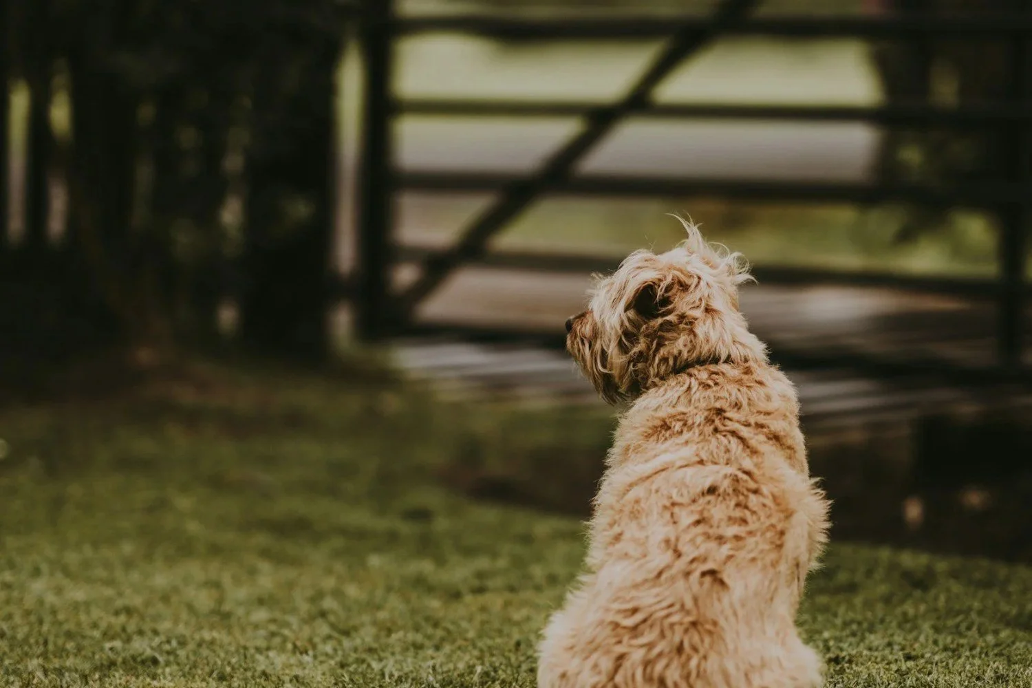Dog relaxing on the grass