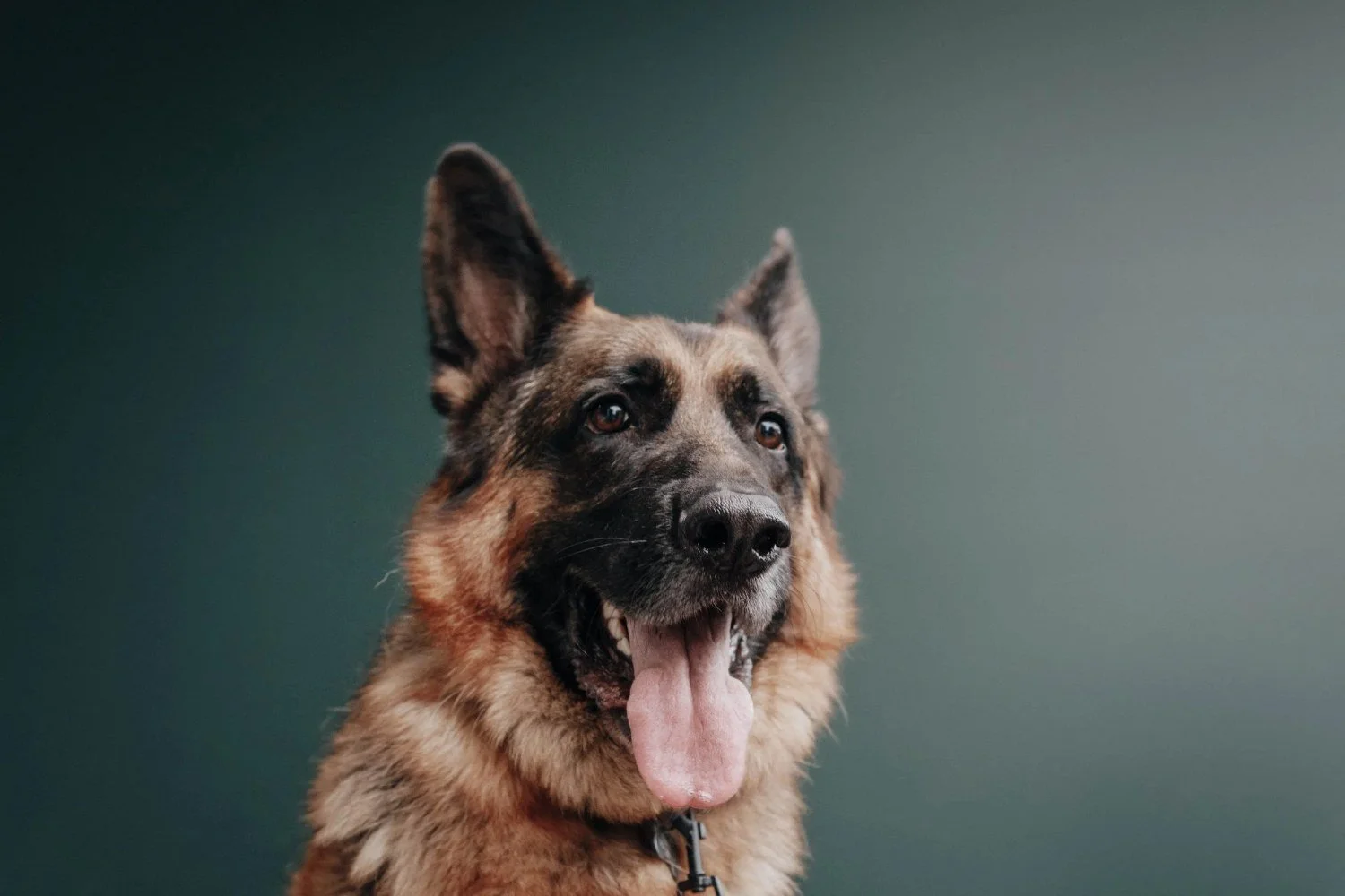 German shepherd looking at the camera