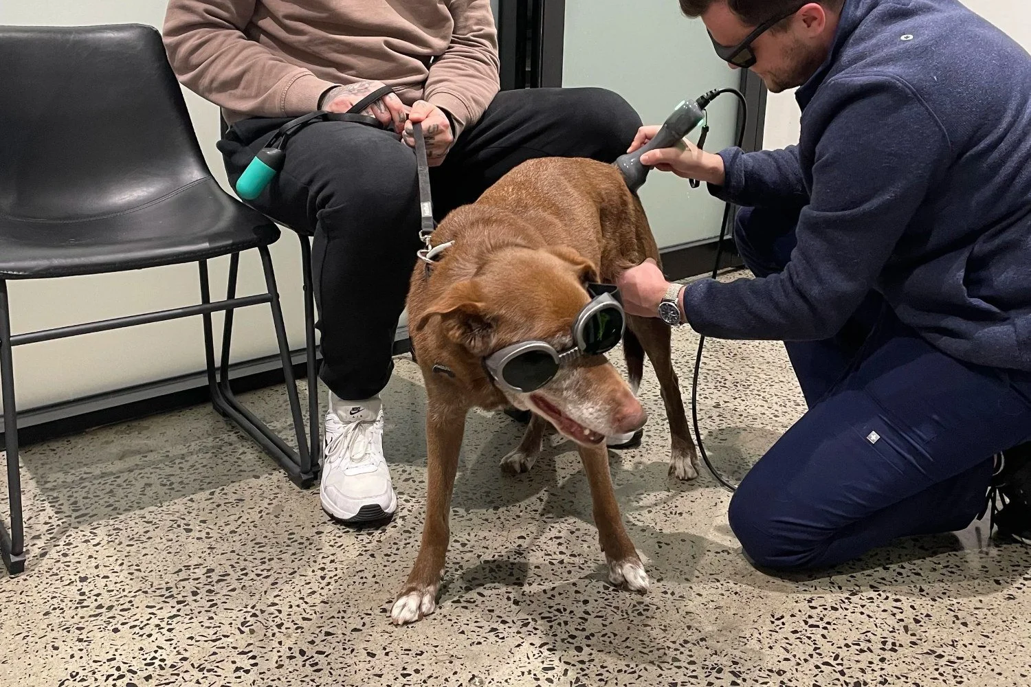 Vet treating a dog with its owner
