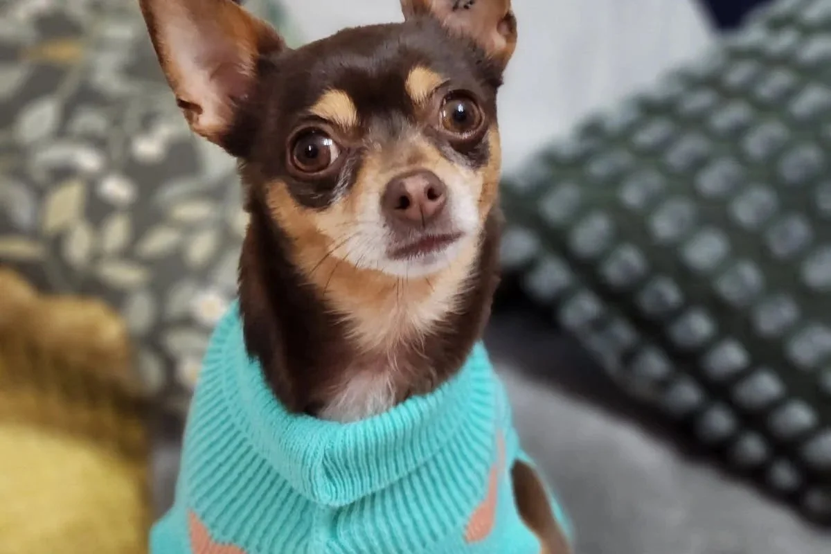 Chihuahua wearing a jumper