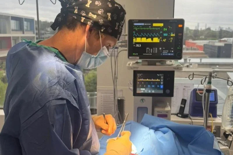Vet performing surgery in the operating theatre