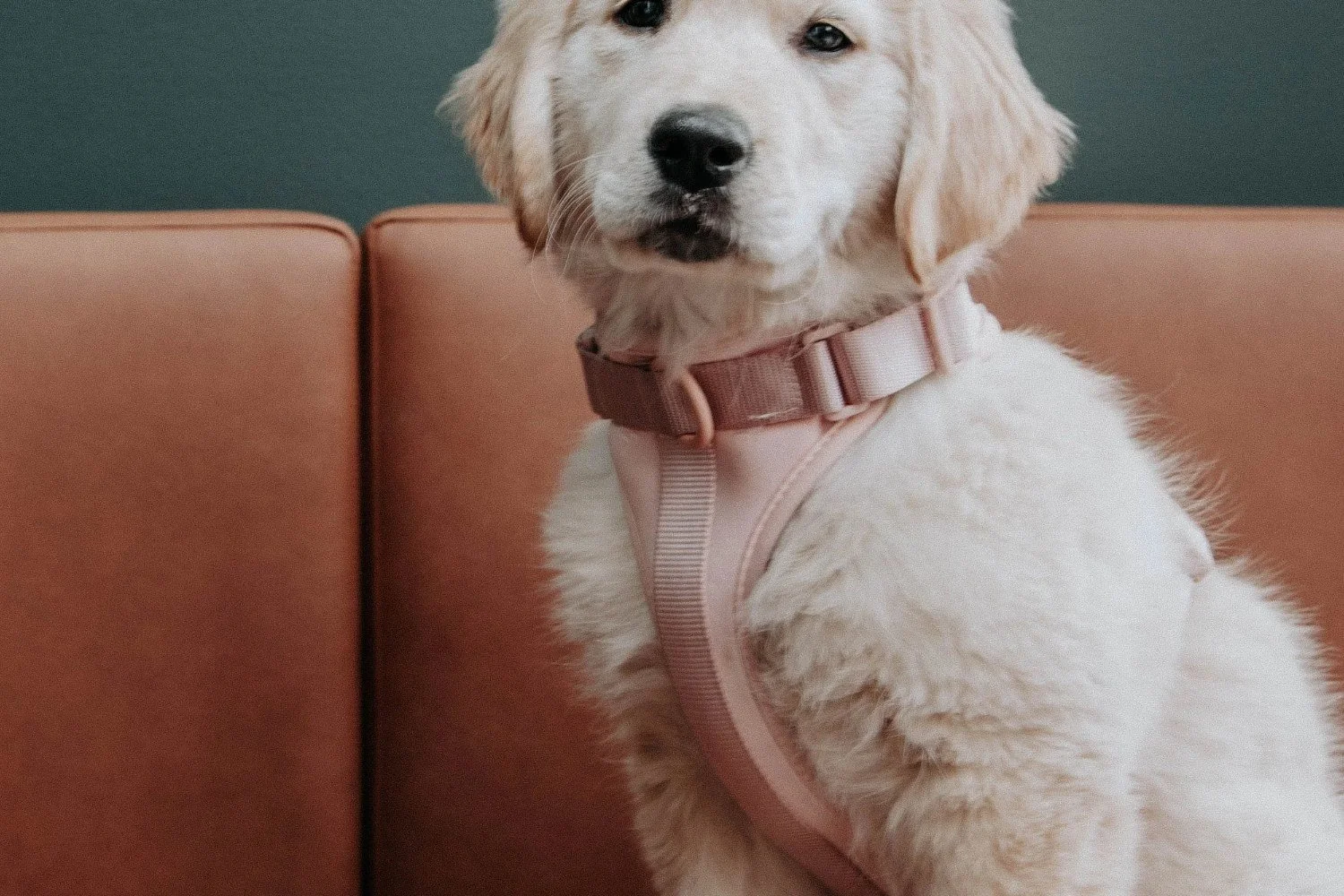 Golden retriever puppy sitting on a sofa