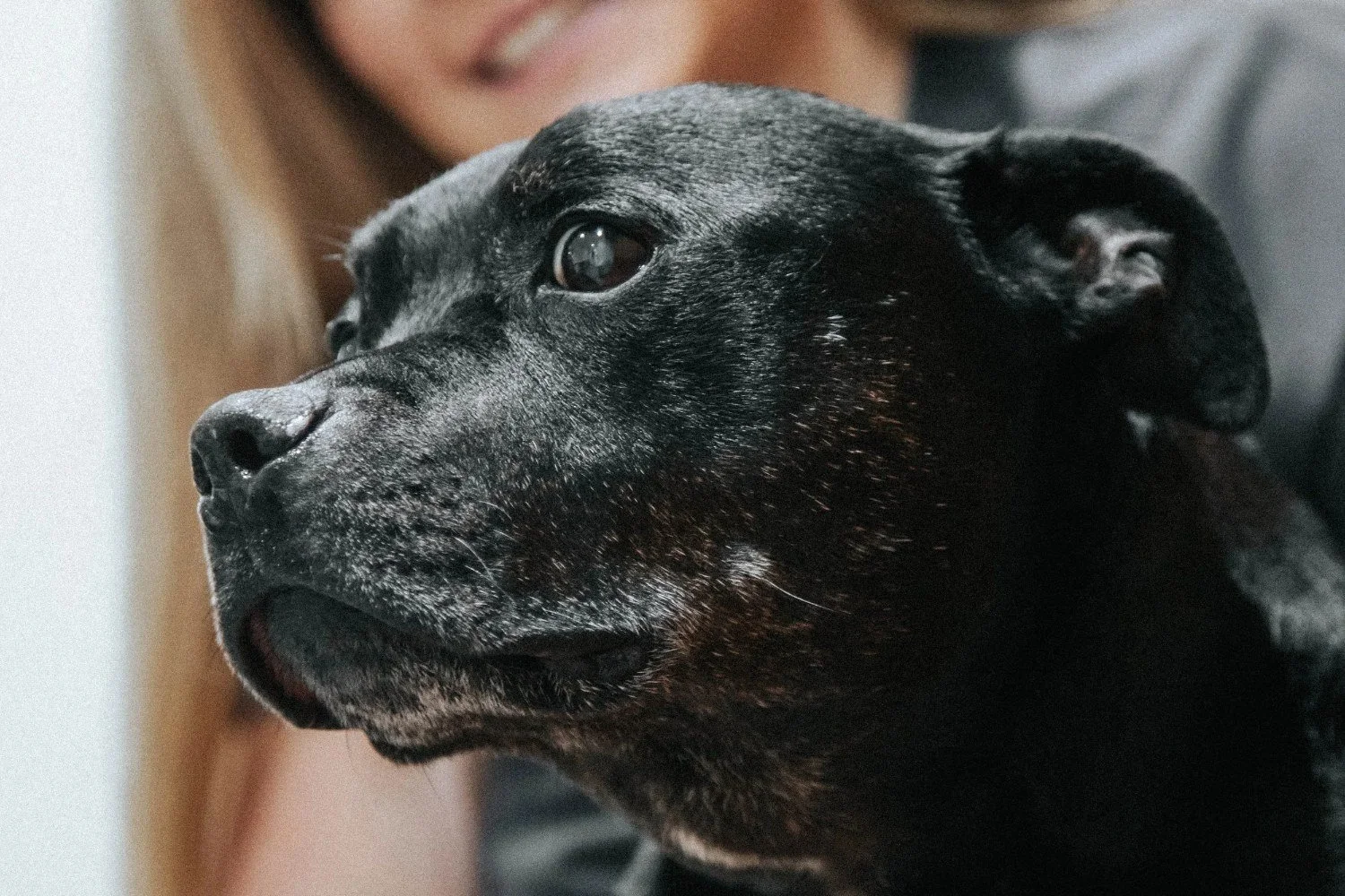 Staffordshire terrier with its owner