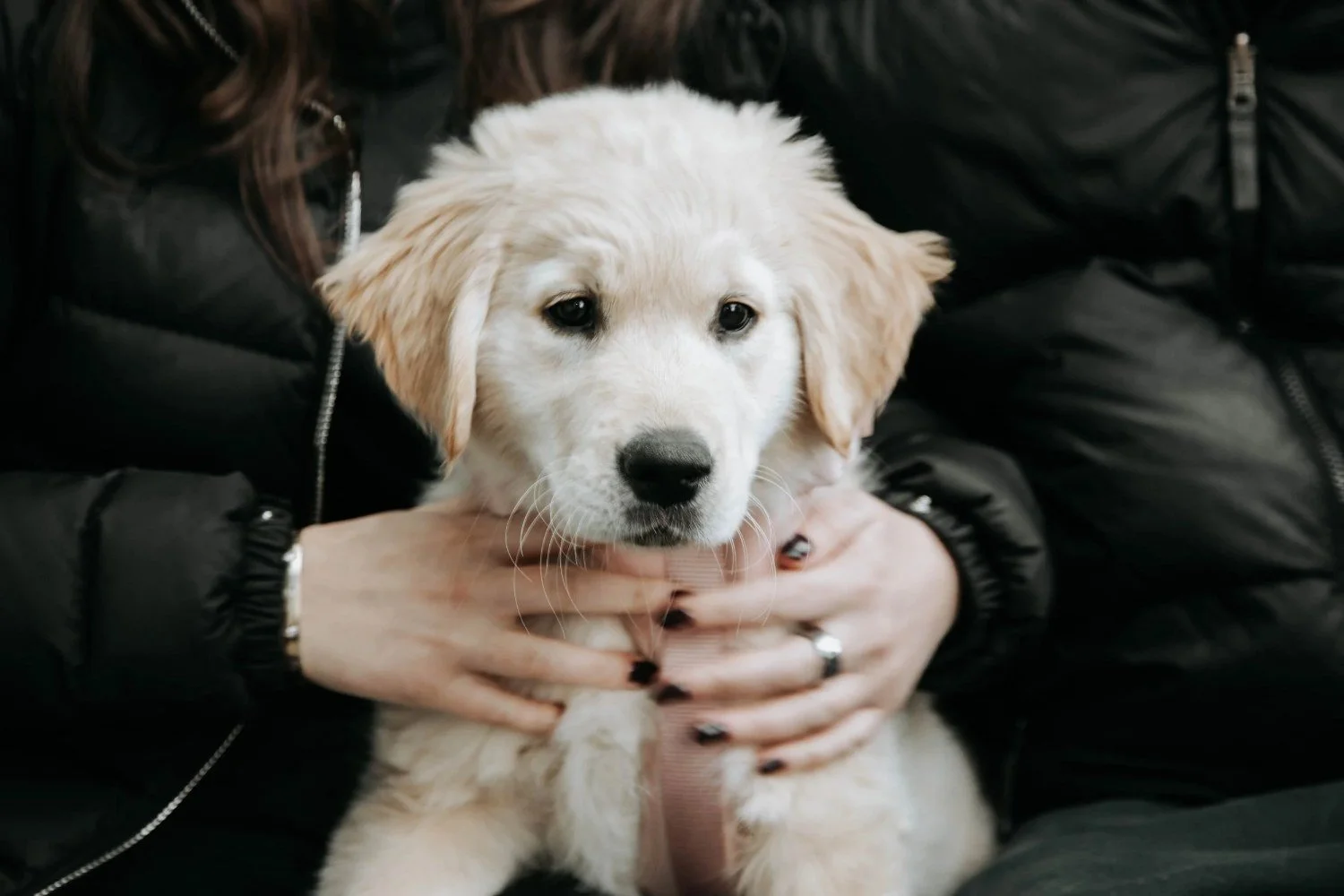 Golden retriever puppy being held by a vet