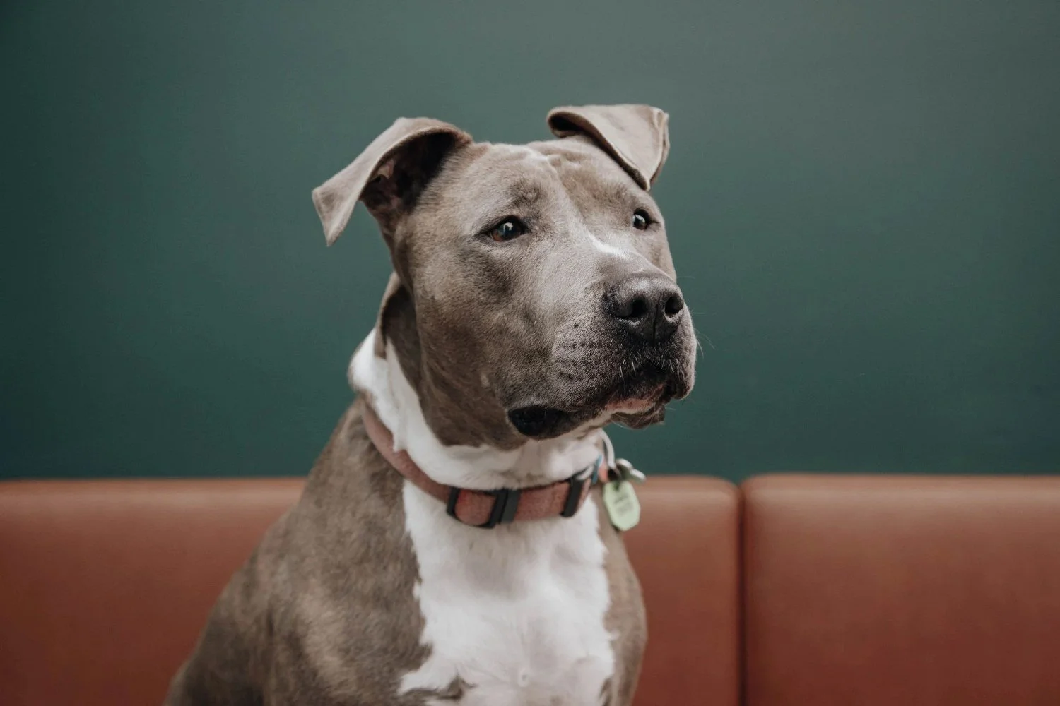 Staffordshire terrier sitting on a sofa