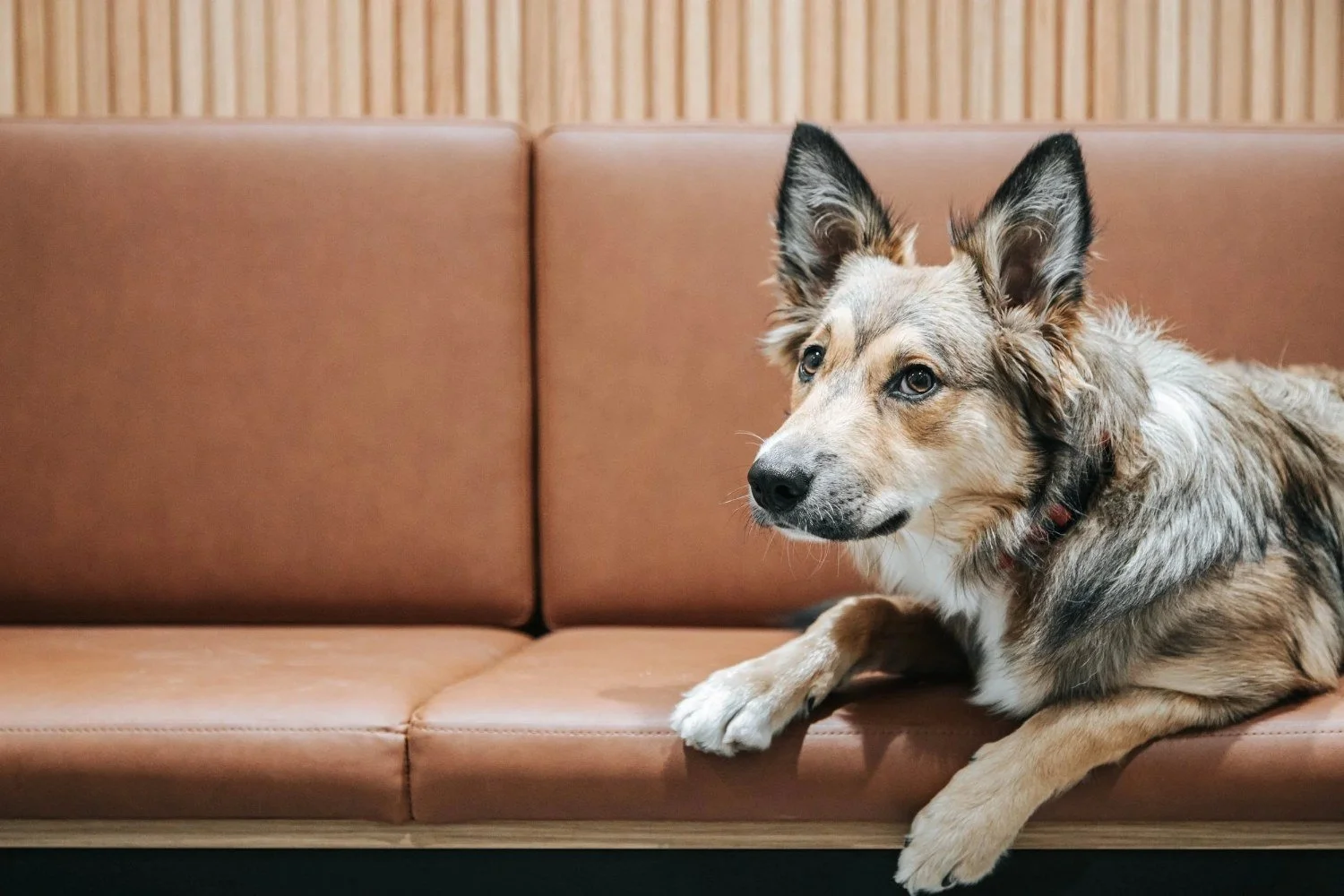 Dog lying on a sofa