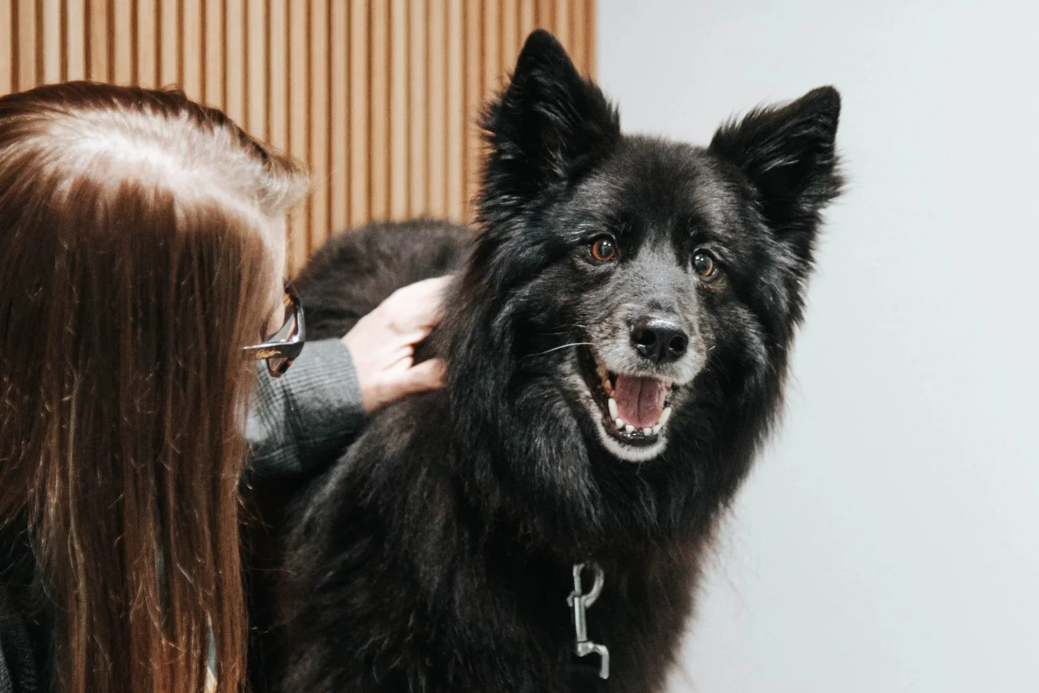Black dog with its owner