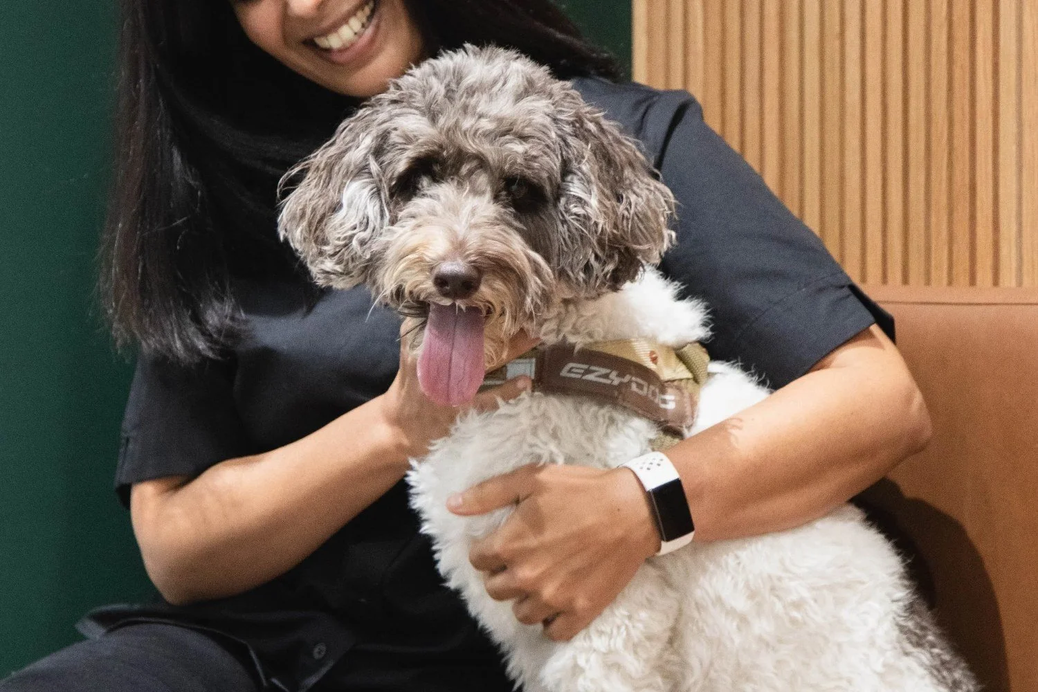 Vet cuddling a dog at Tooronga Veterinary Hospital
