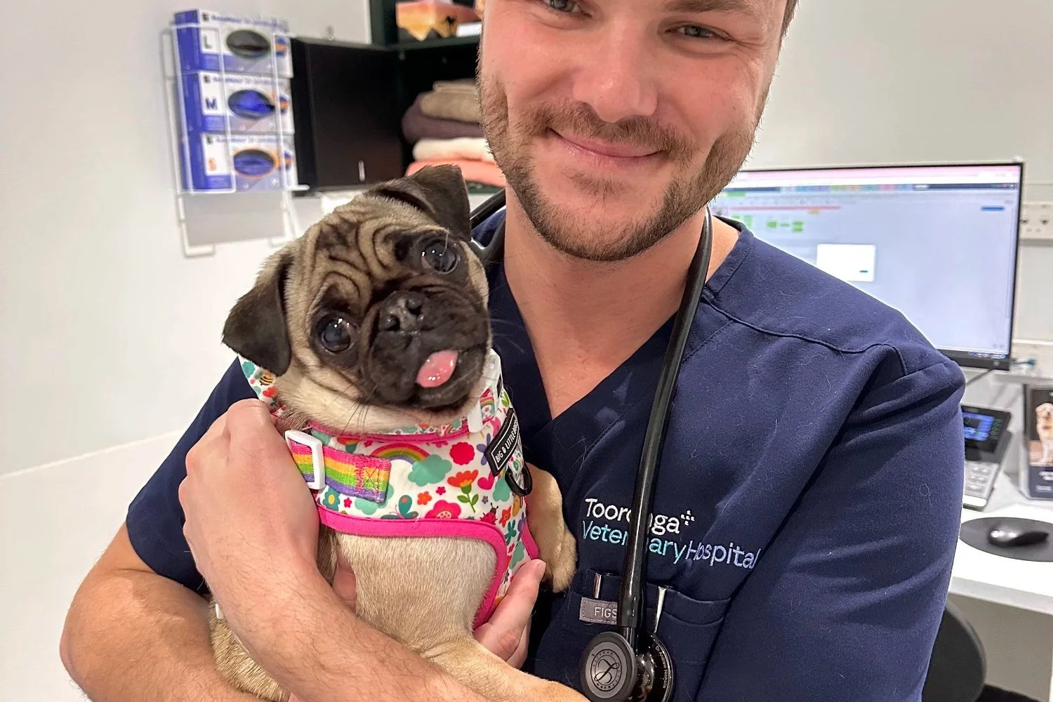 Vet holding a small dog