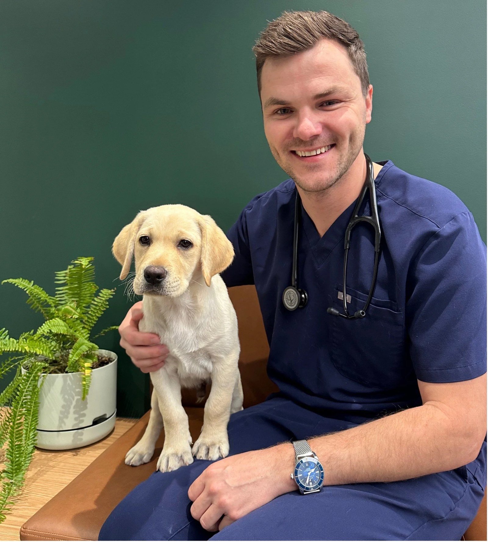 Vet with a labrador puppy at Tooronga Veterinary Hospital