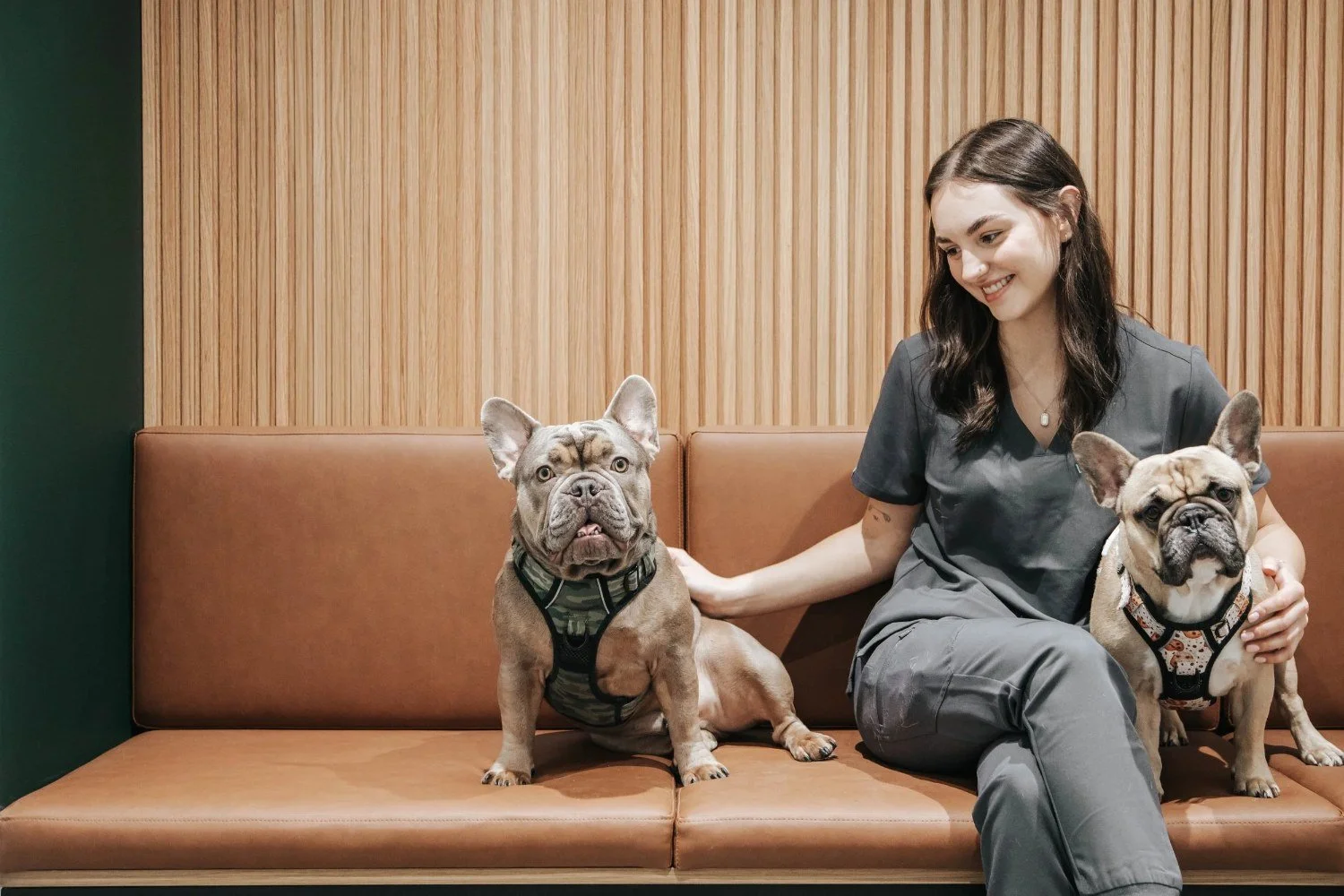 Vet with two French bulldogs on a sofa
