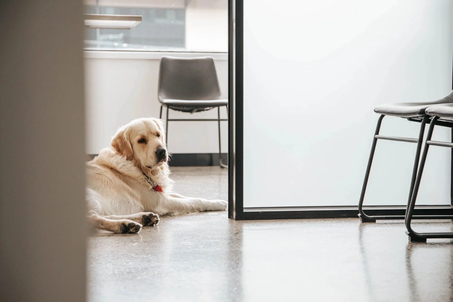 Golden retriever lying on the hospital floor