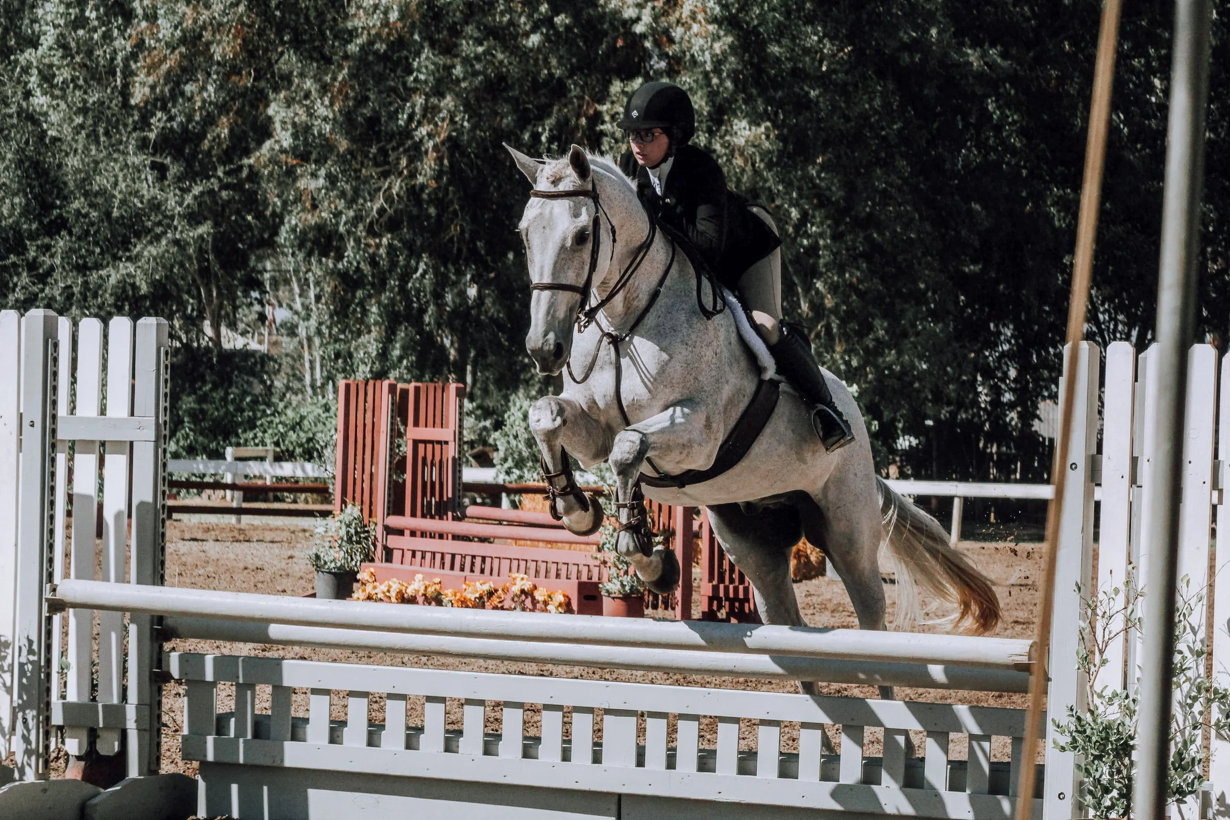 A young female equestrian rider in a black helmet and outfit guides a white horse over a jump in an outdoor horse riding arena with trees and fences in the background.