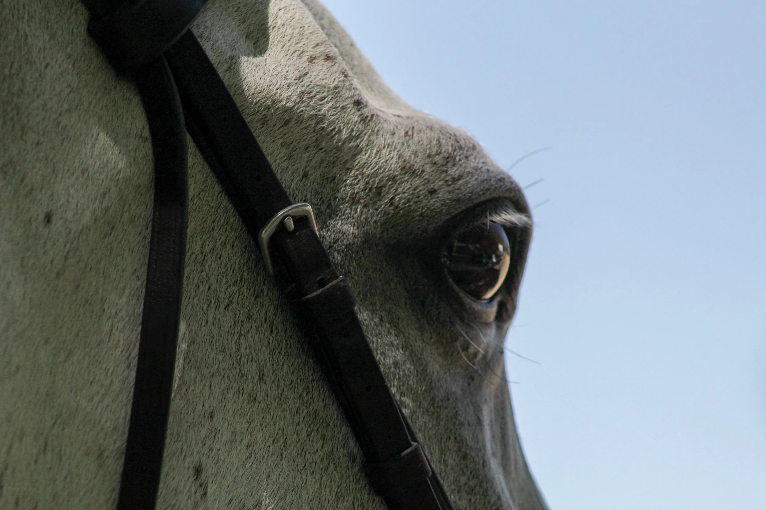 Close-up of a horse's face, showing its eye and part of its head, against a blue sky.