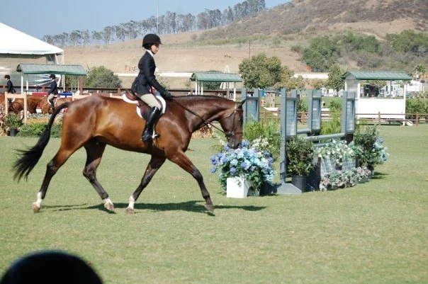 A rider in a black riding jacket and helmet on a brown horse practicing show jumping outdoors on a green field with hills in the background and decorated jumping obstacles.