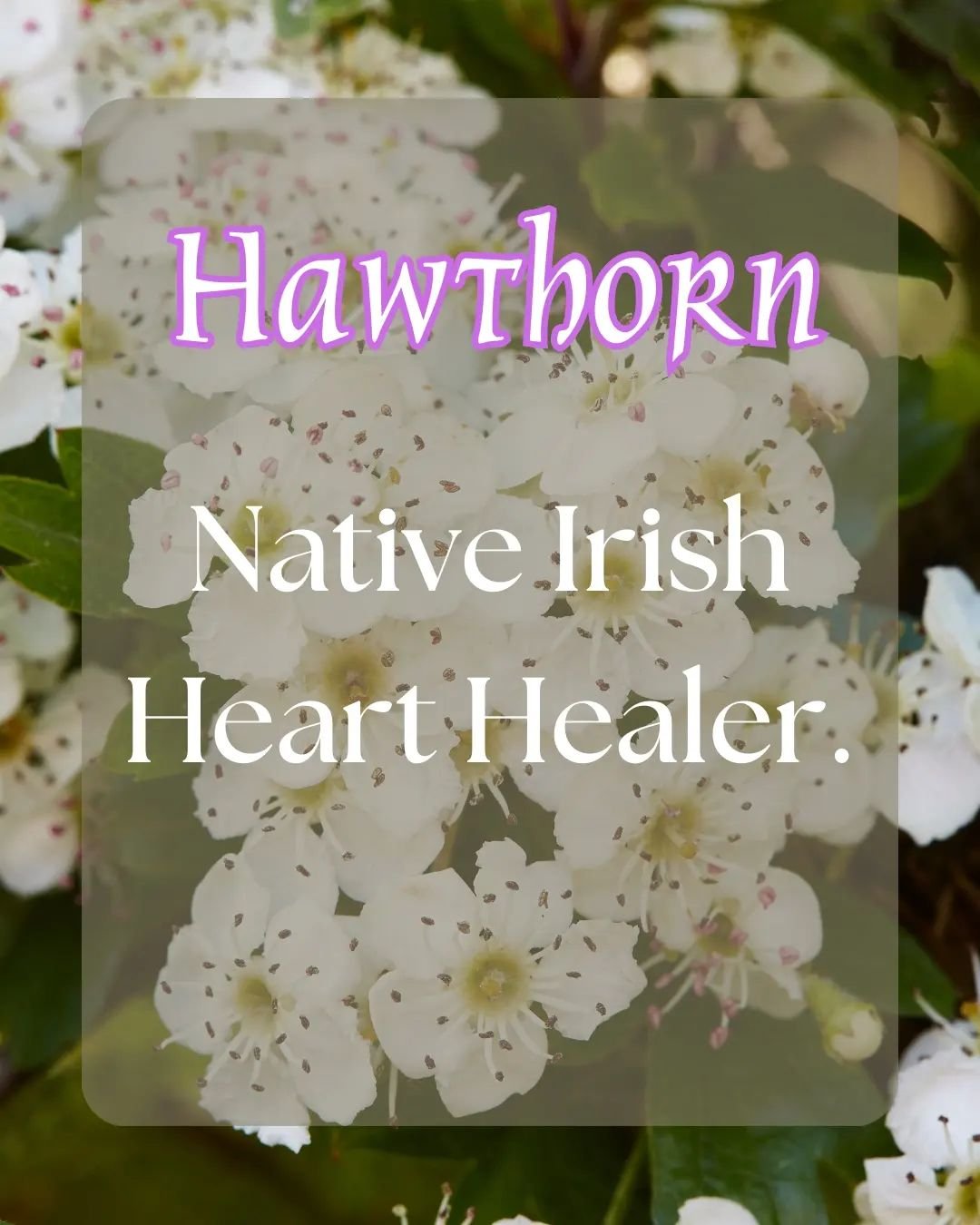 Hawthorn: Native Irish Heart Healer. 

Hawthorn heals the heart physically, spiritually and emotionally. In my seeing it is the ultimate ally for these times which are bringing us to the depths of grief as we bear witnesss to what is unfolding across