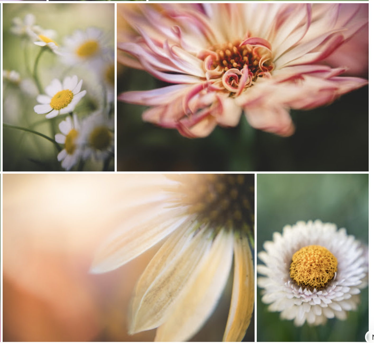 Summer Flower 4-pack