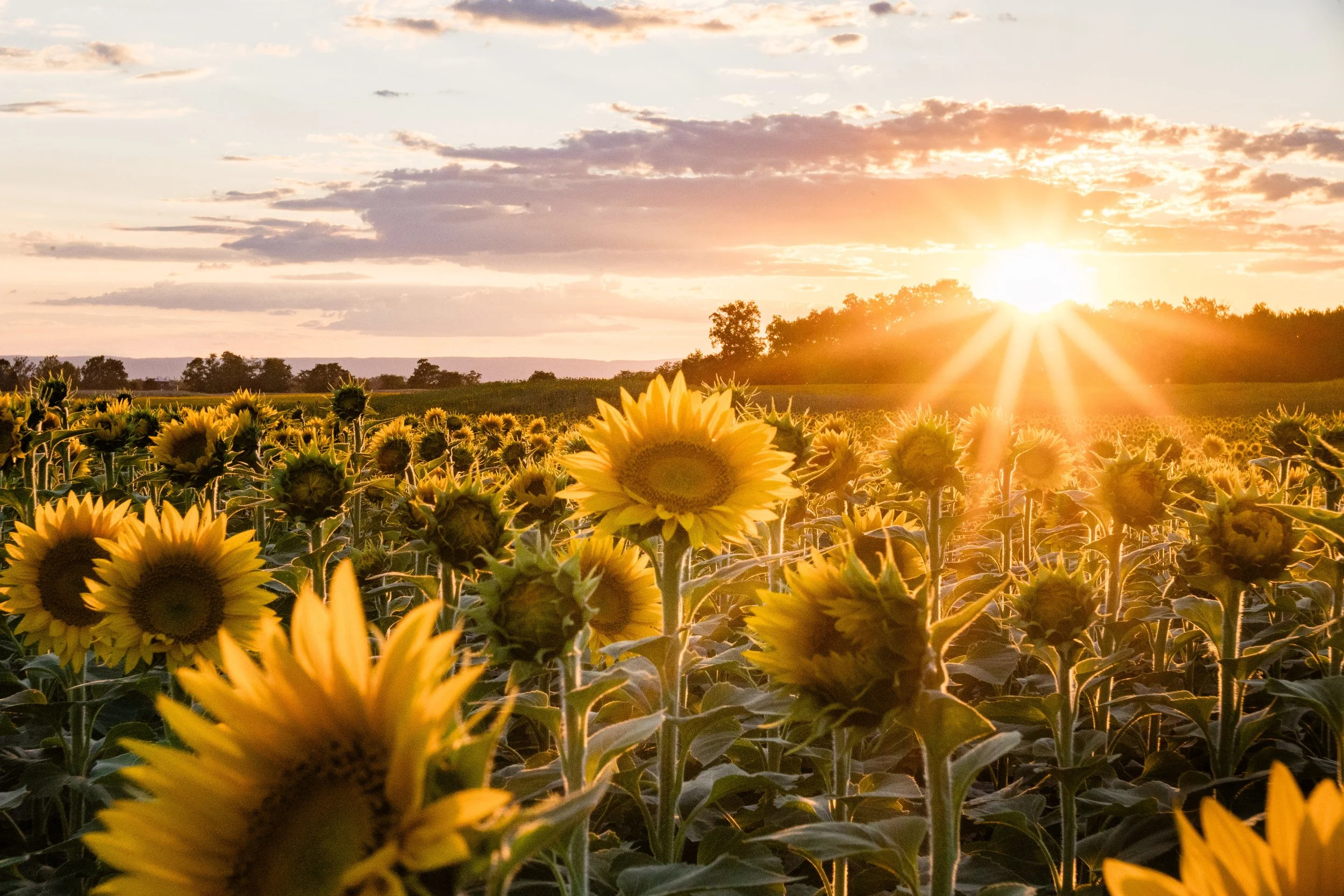 Chambersburg Hospital