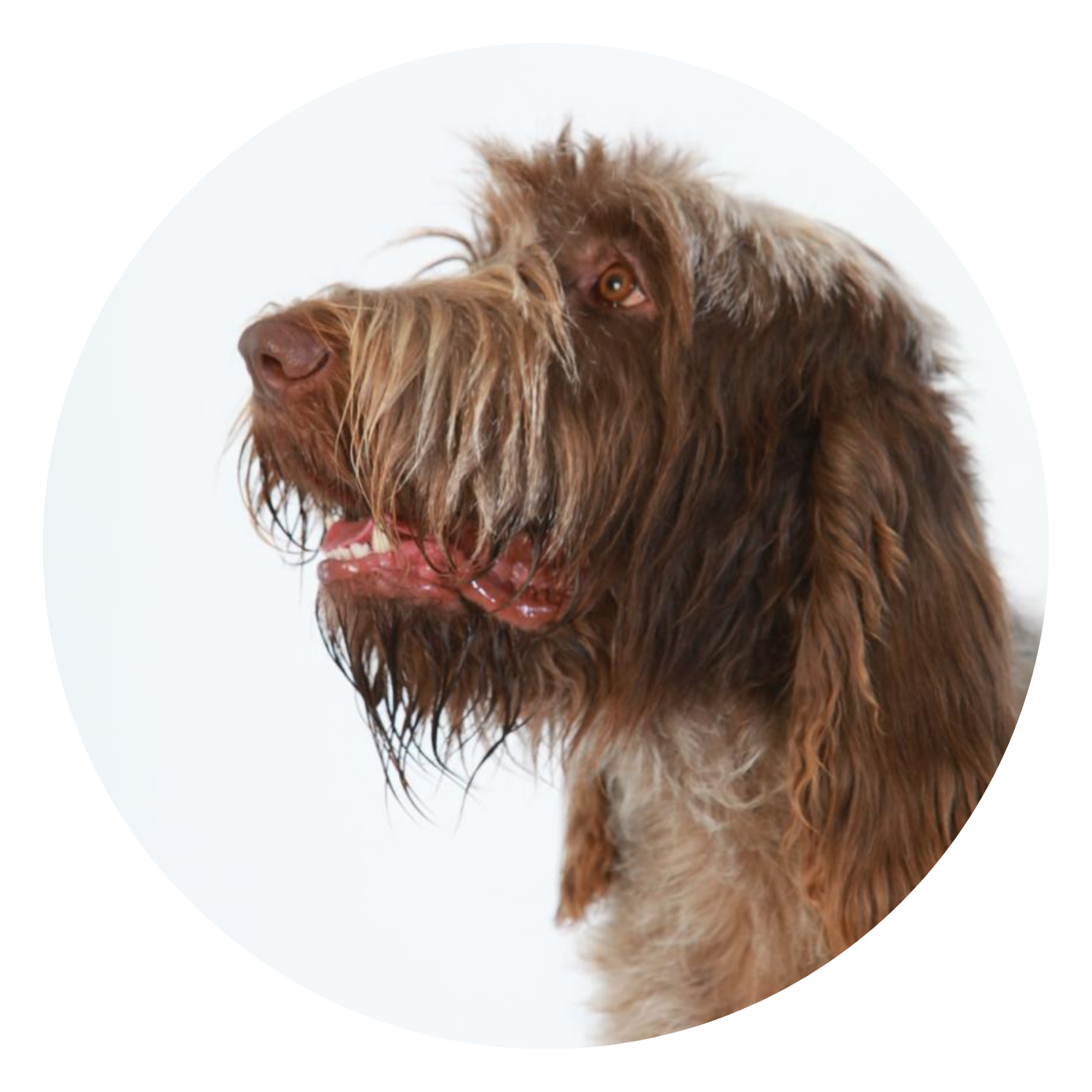 Palaka - Spinone Italiano