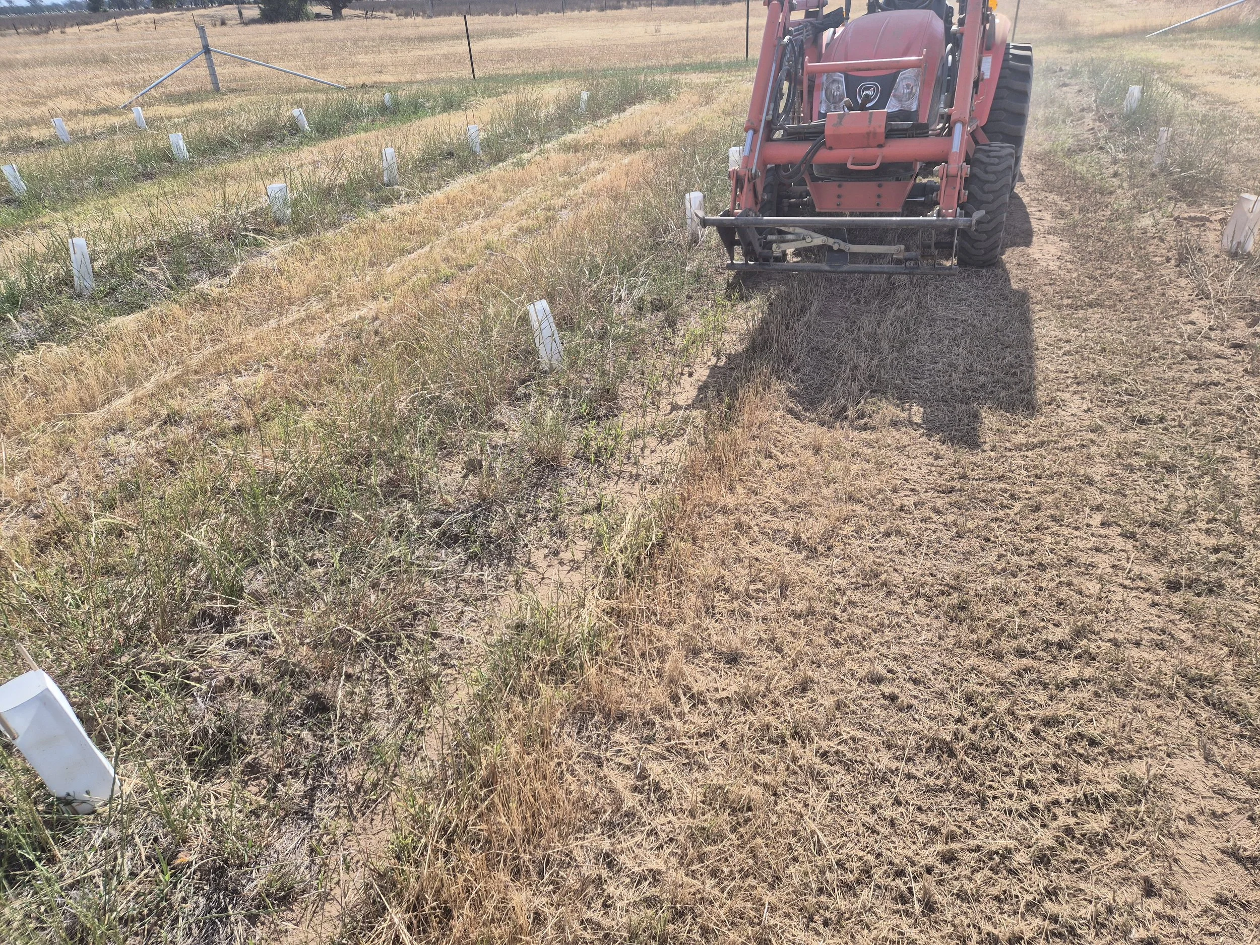 Tree Belt Awkward Rural Contracting  4.jpg