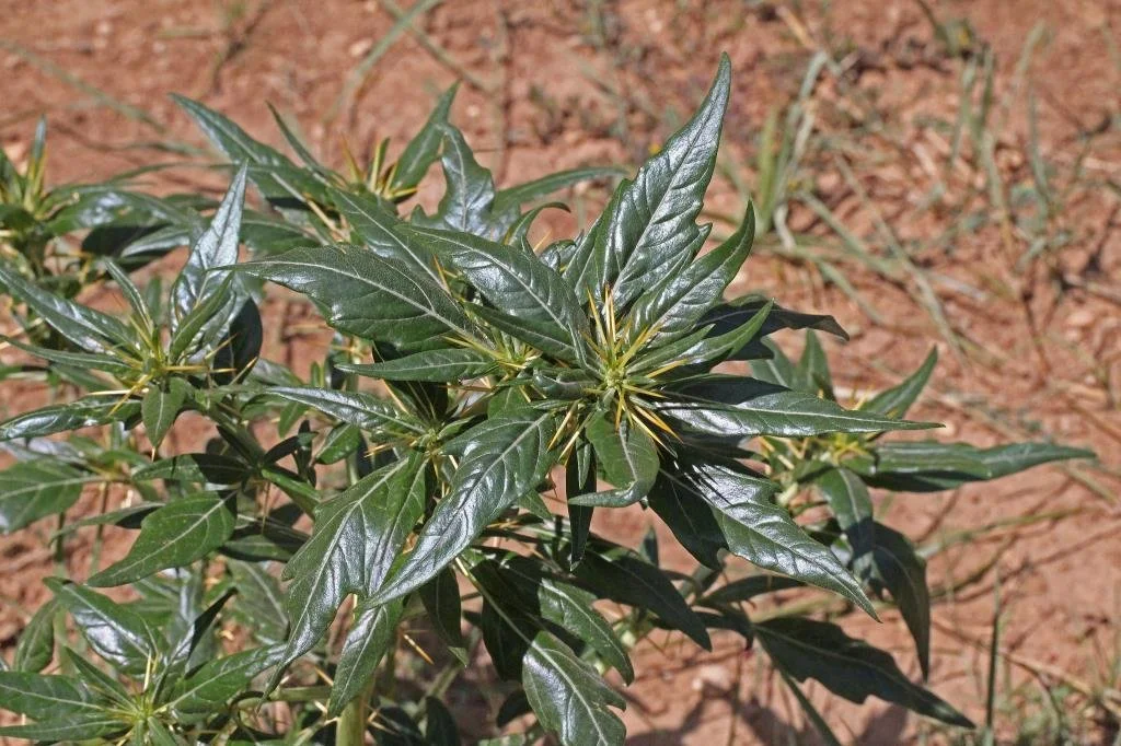 Dealing with Bathurst Burr