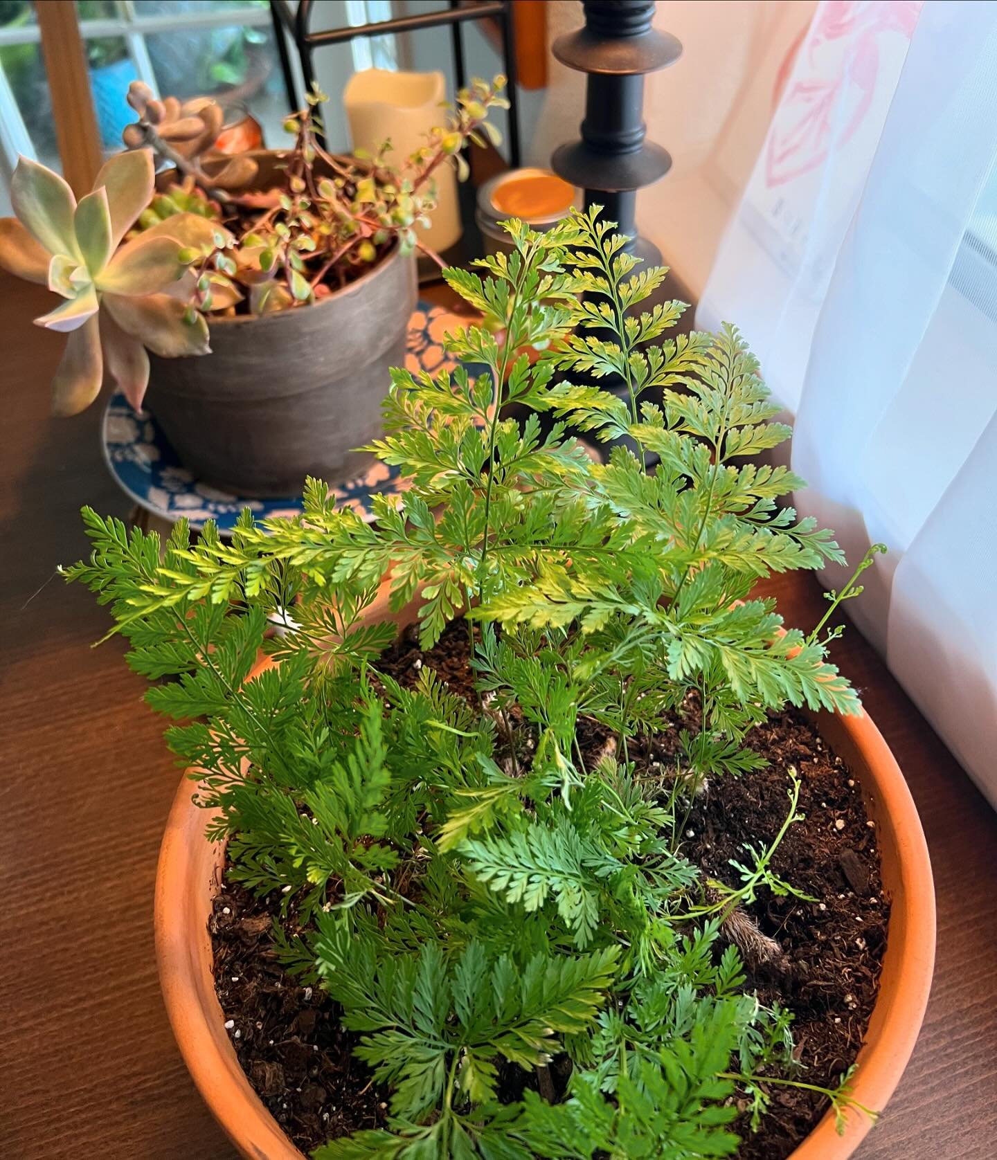 Rabbit&rsquo;s foot fern #greengurls