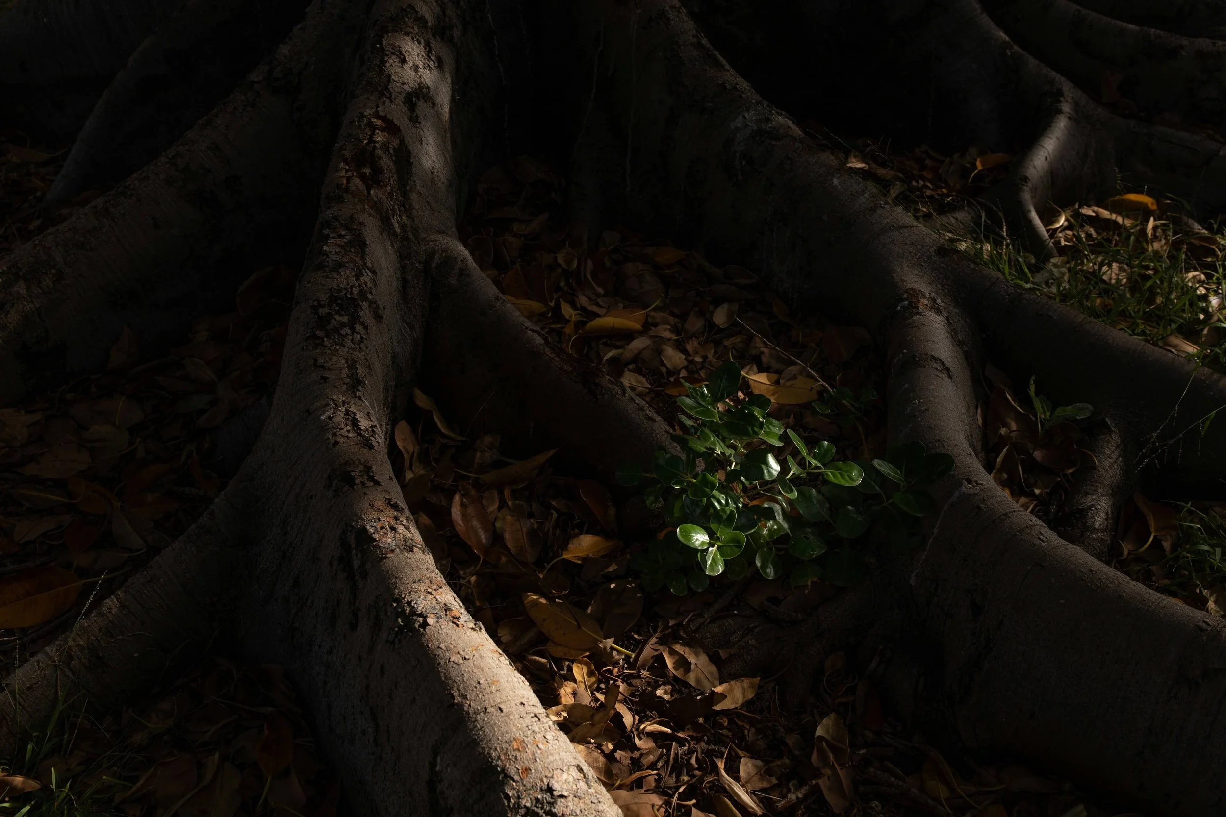 Tree roots and leaves in shadow.
