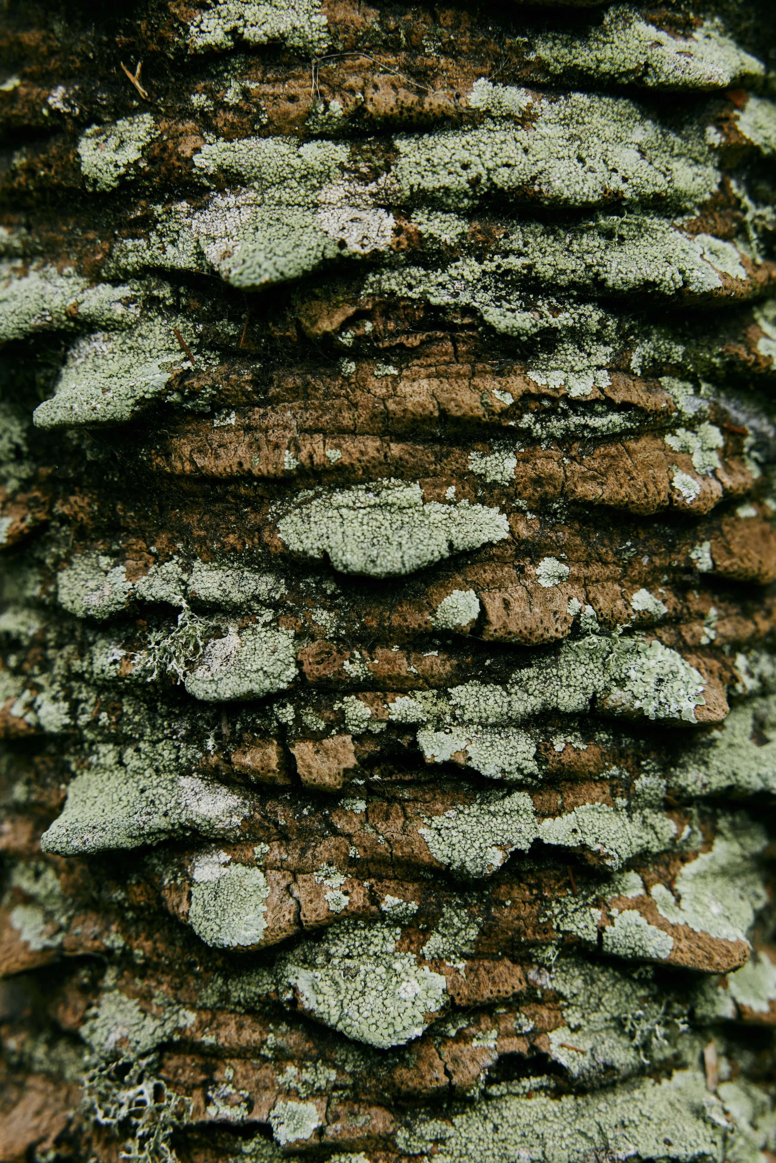 Green lichen on a rock.