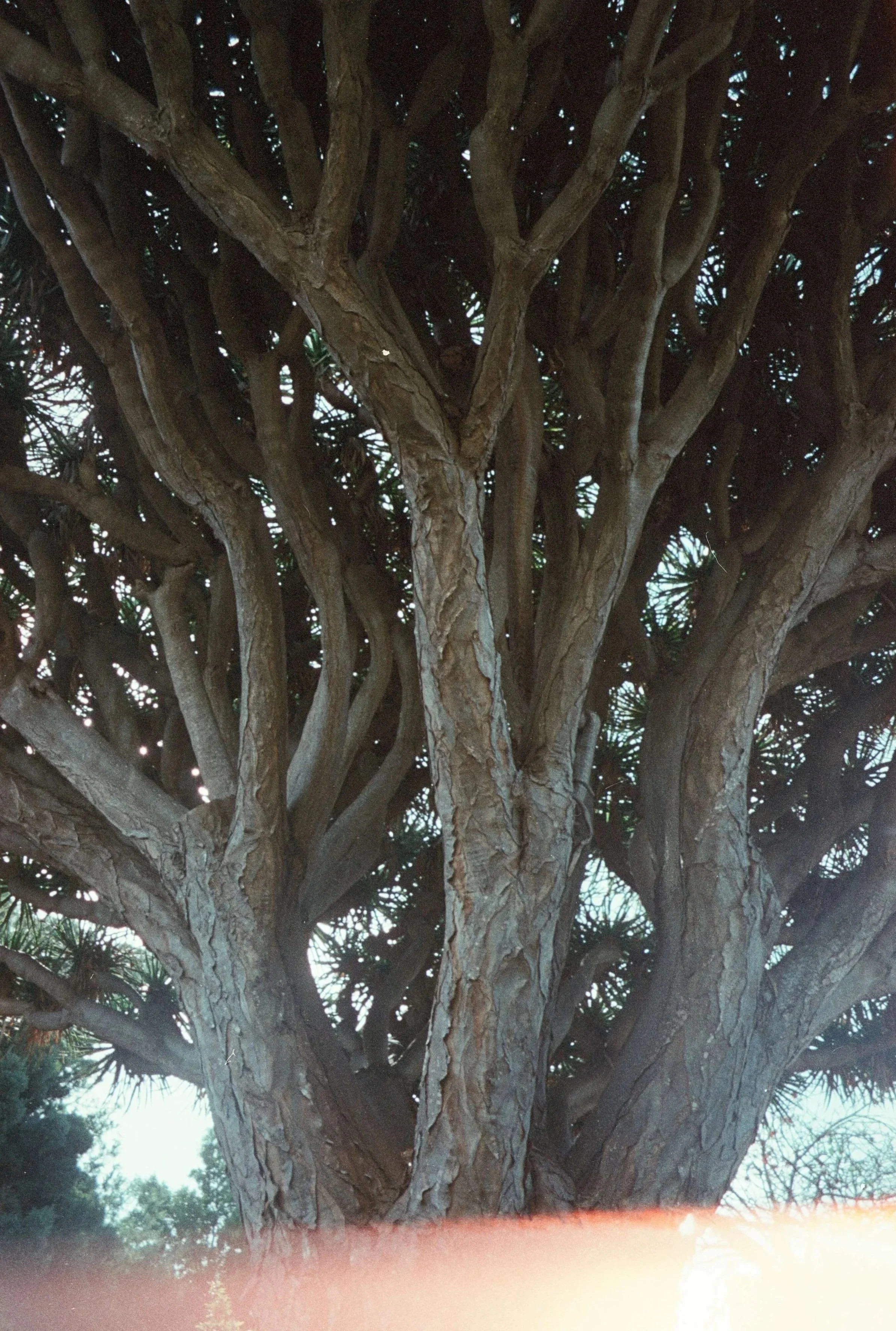 Tall intertwining tree trunks with a lens flare.