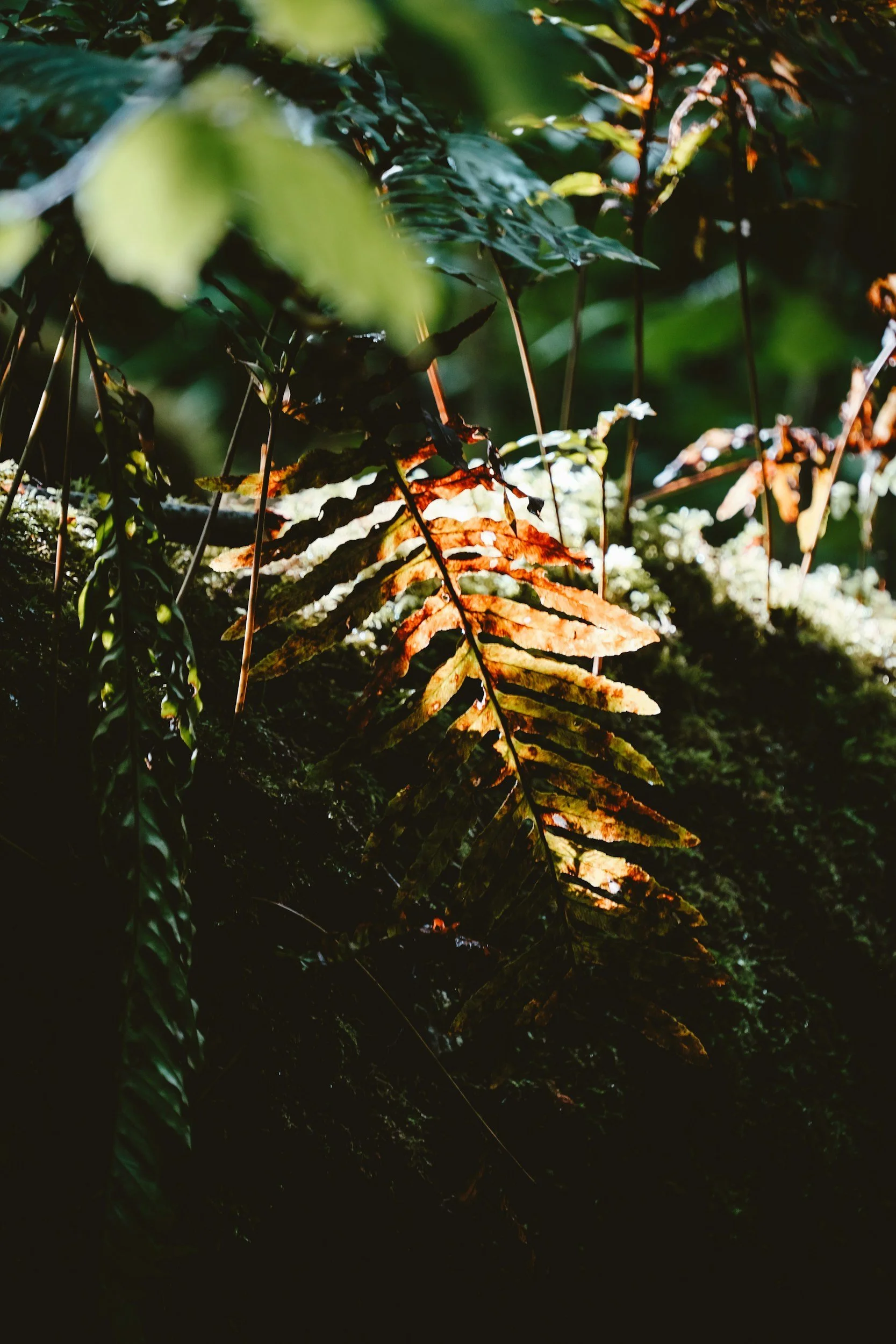 Cay’s Journey to Becoming a Therapist