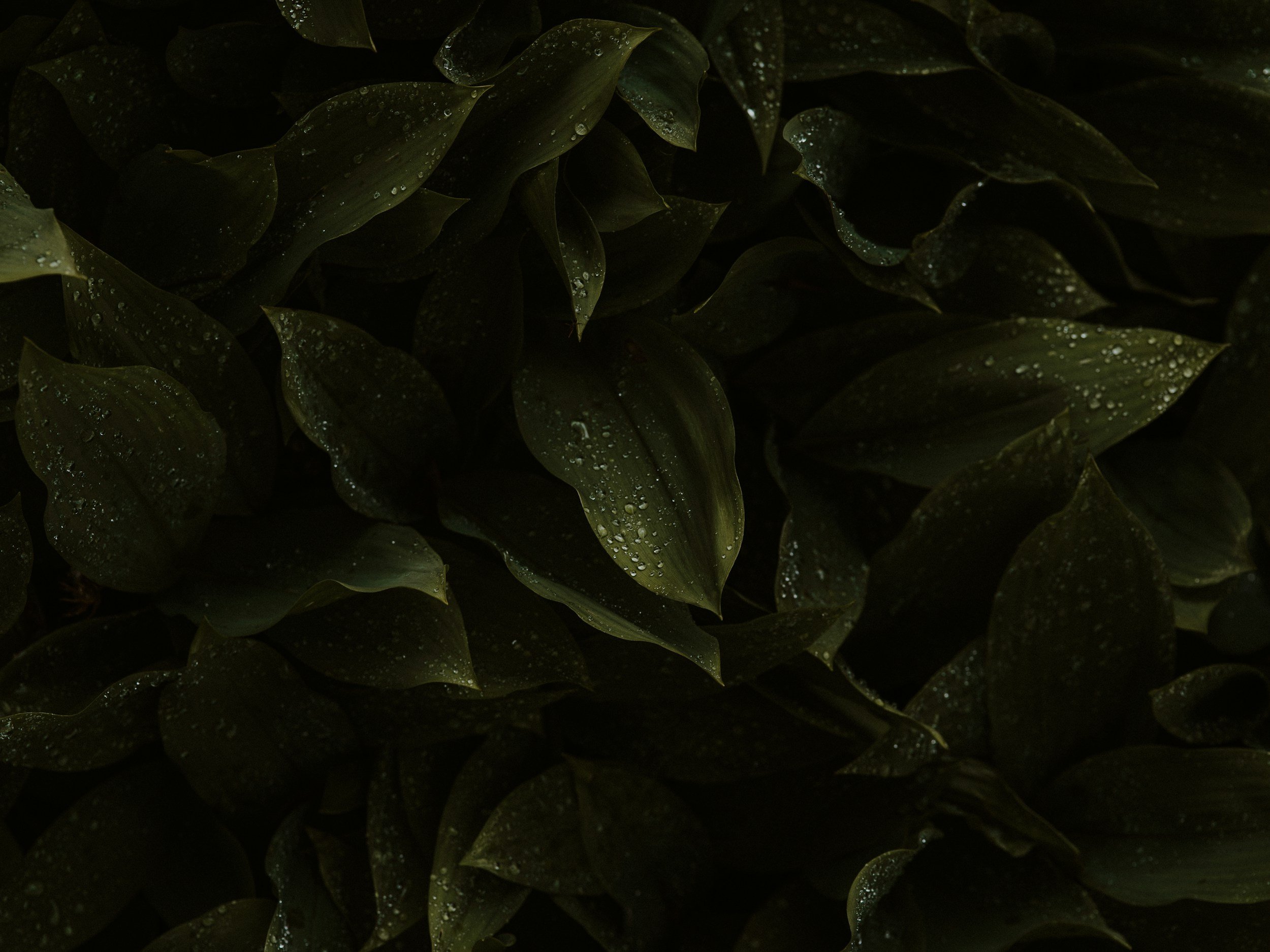 dark fern leaves image with dew drops
