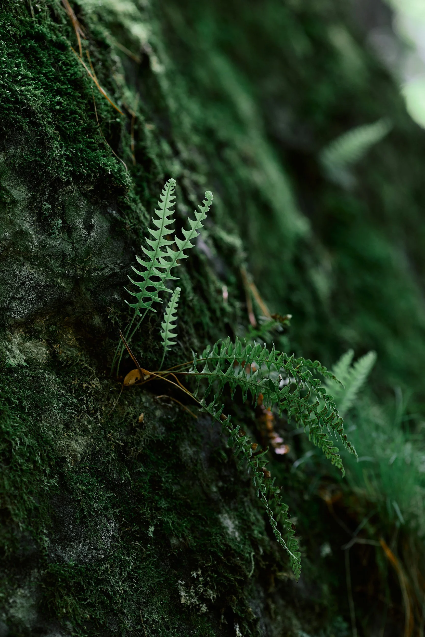 Green plants growing out of a mossy log
