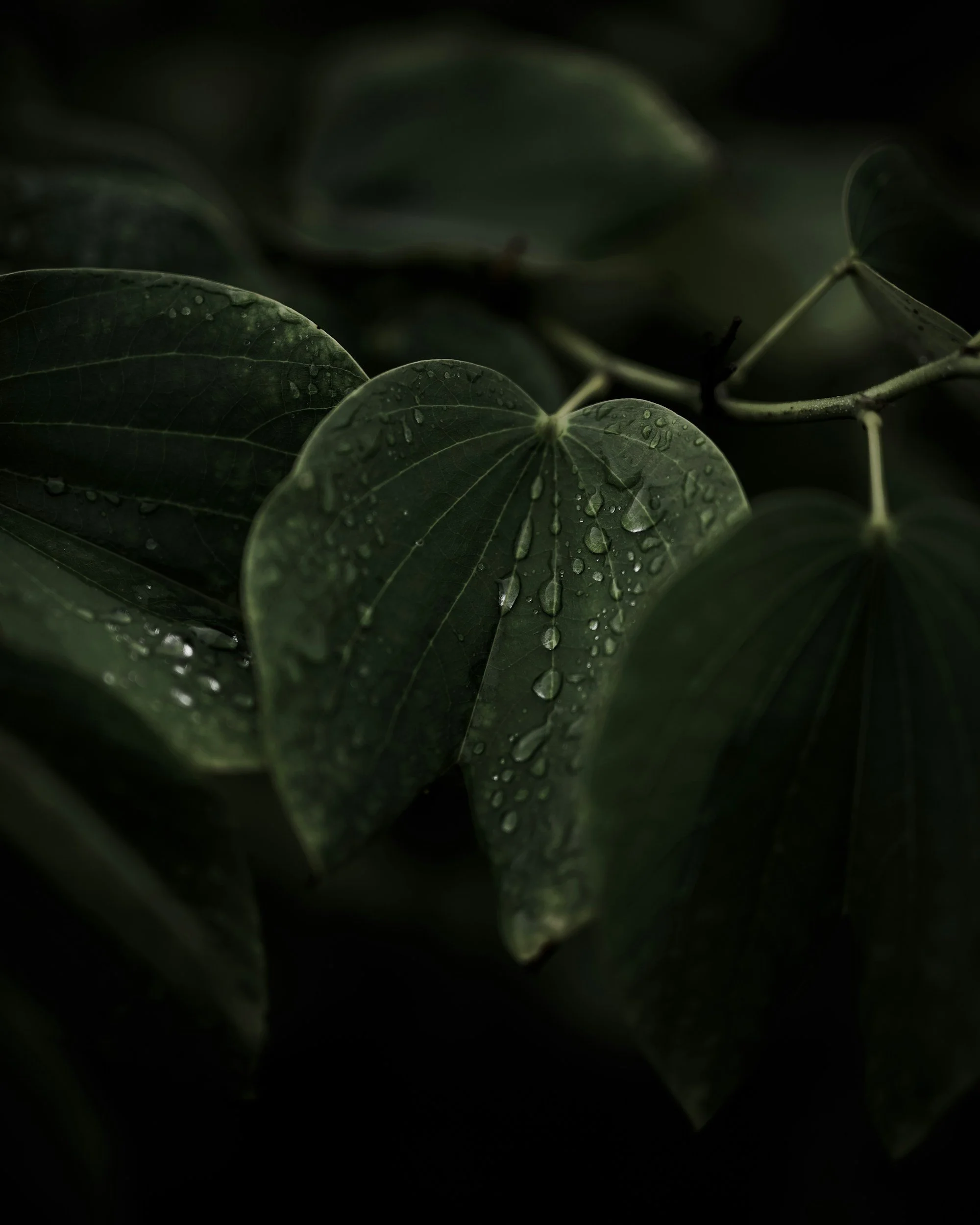 Water droplets on a big green leaf