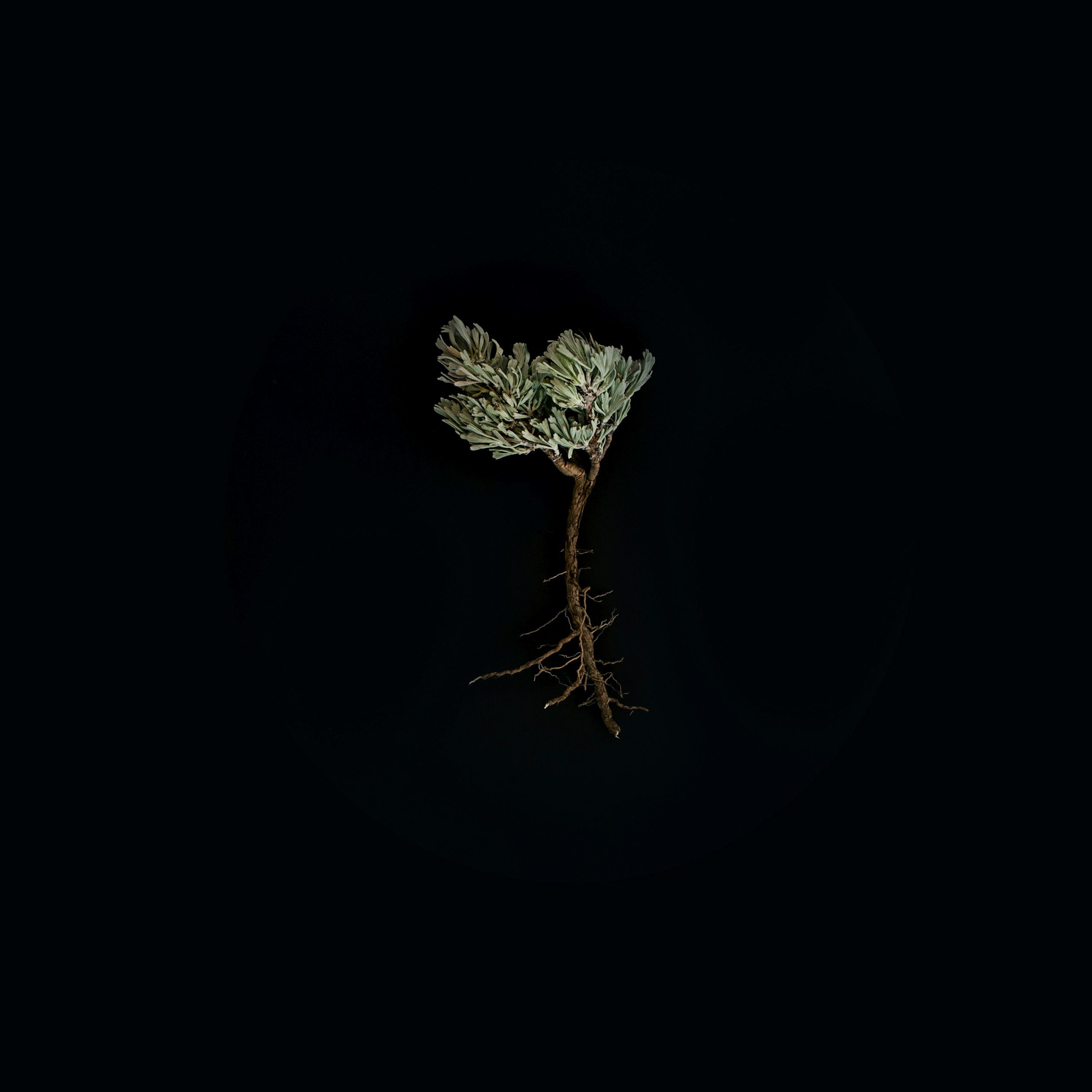 A branch and roots over a black abyss