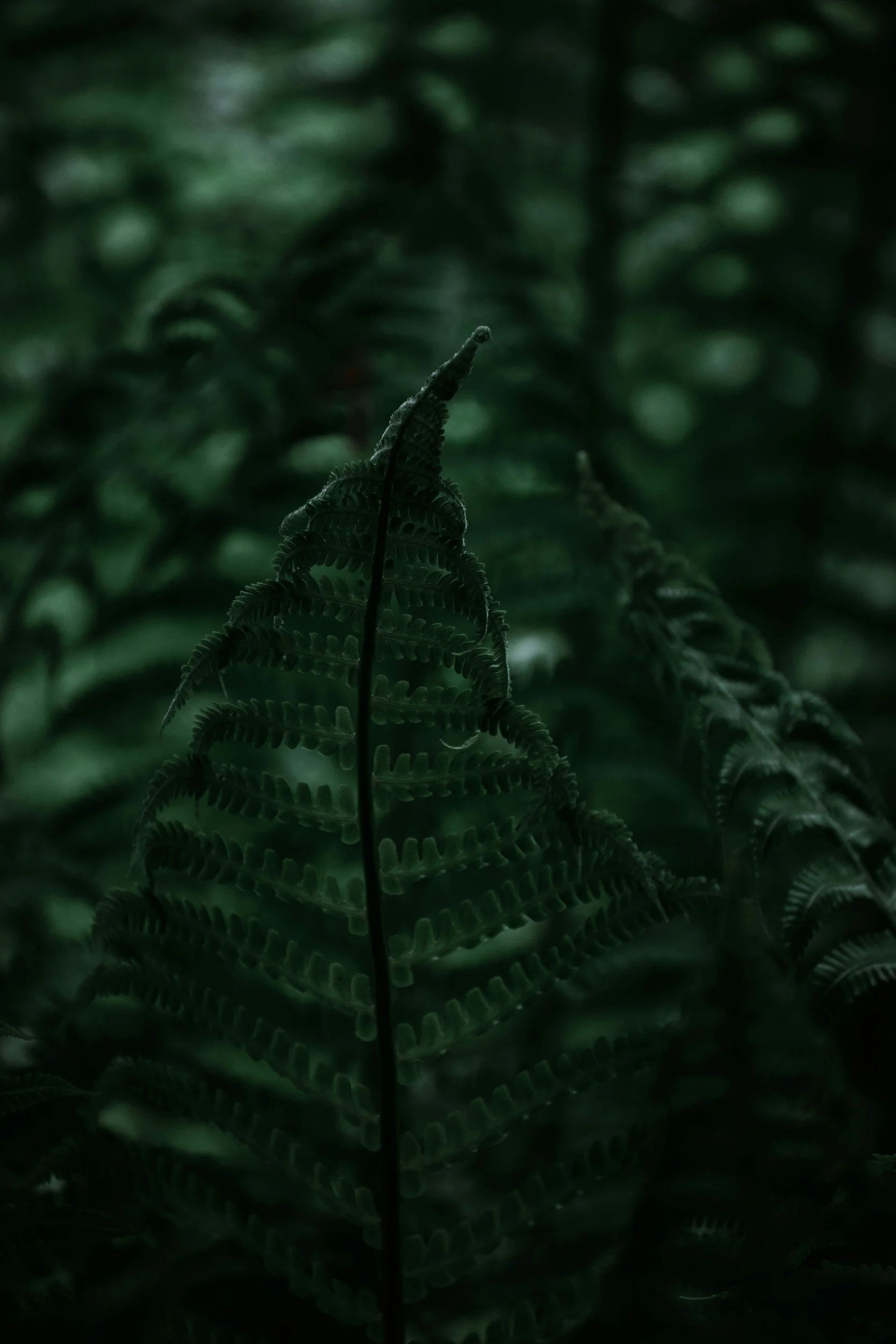A fern growing in a dark forest