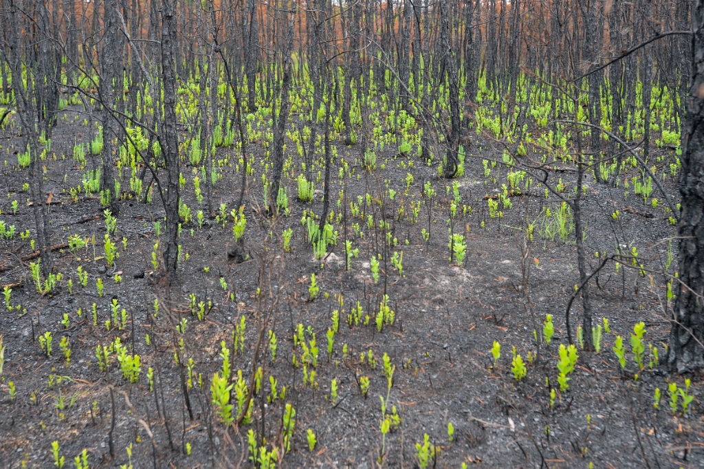 New green growth emerging from soil after intensive trauma therapy work