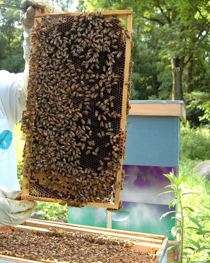 A beekeeper's gloved hands holding up a frame of honeybees, illustrating how therapy helps parentification trauma