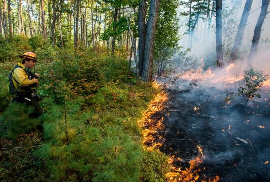 Foresters set a controlled burn to clear overgrowth, the image behind intensive trauma therapy