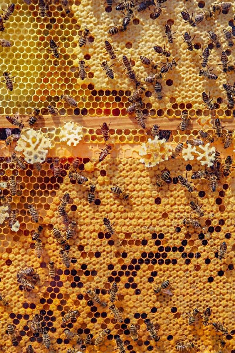 Honeybees working across golden honeycomb, an image for parentification trauma