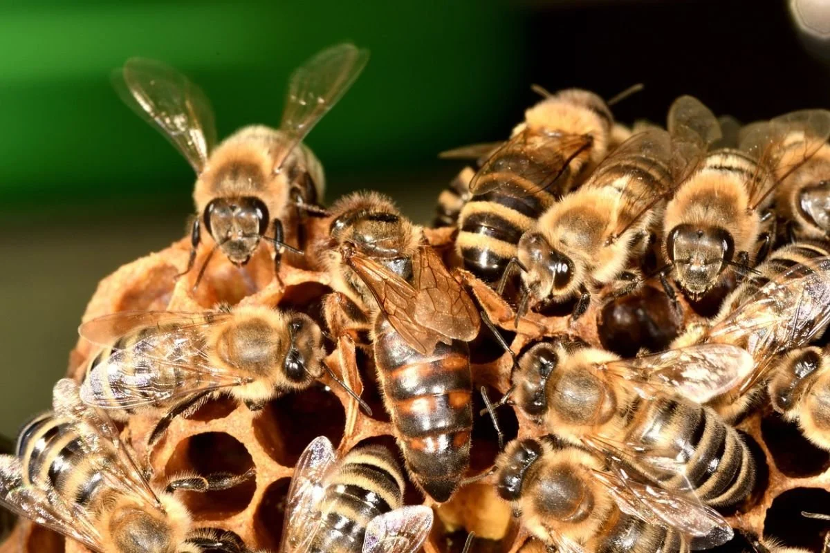 Worker honeybees crowding around a long-bodied queen on the comb, like a parentified child's role in the family