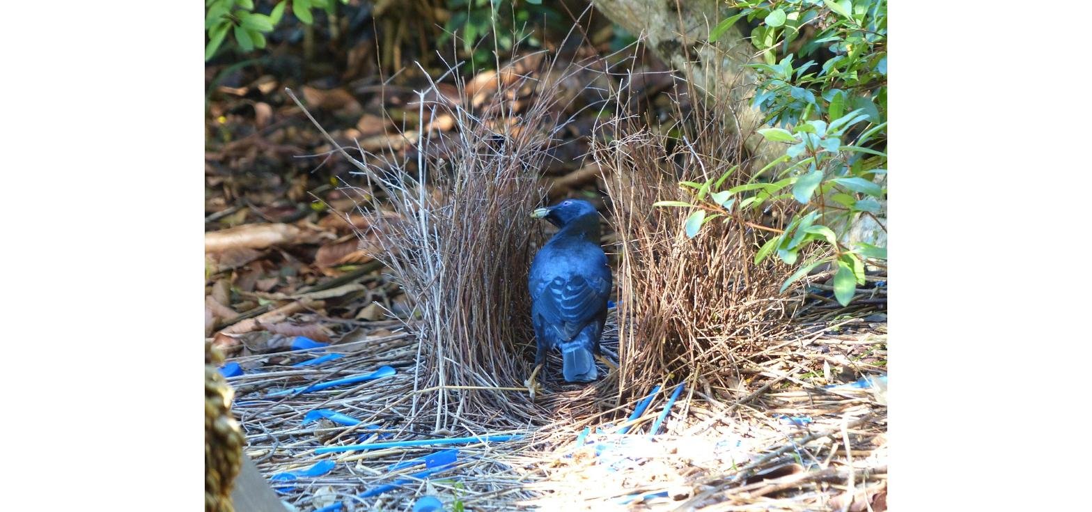 Satin bowerbird, a symbol of earning trust before intensive couples therapy