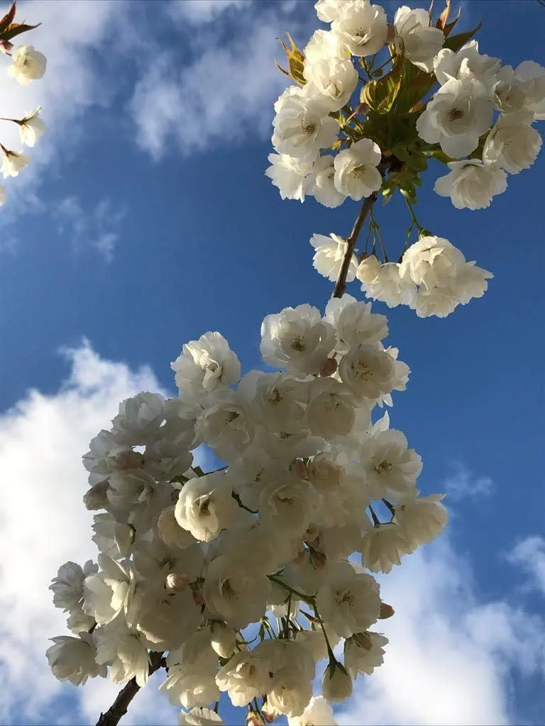 New Beginner Pilates course in South Petherton!