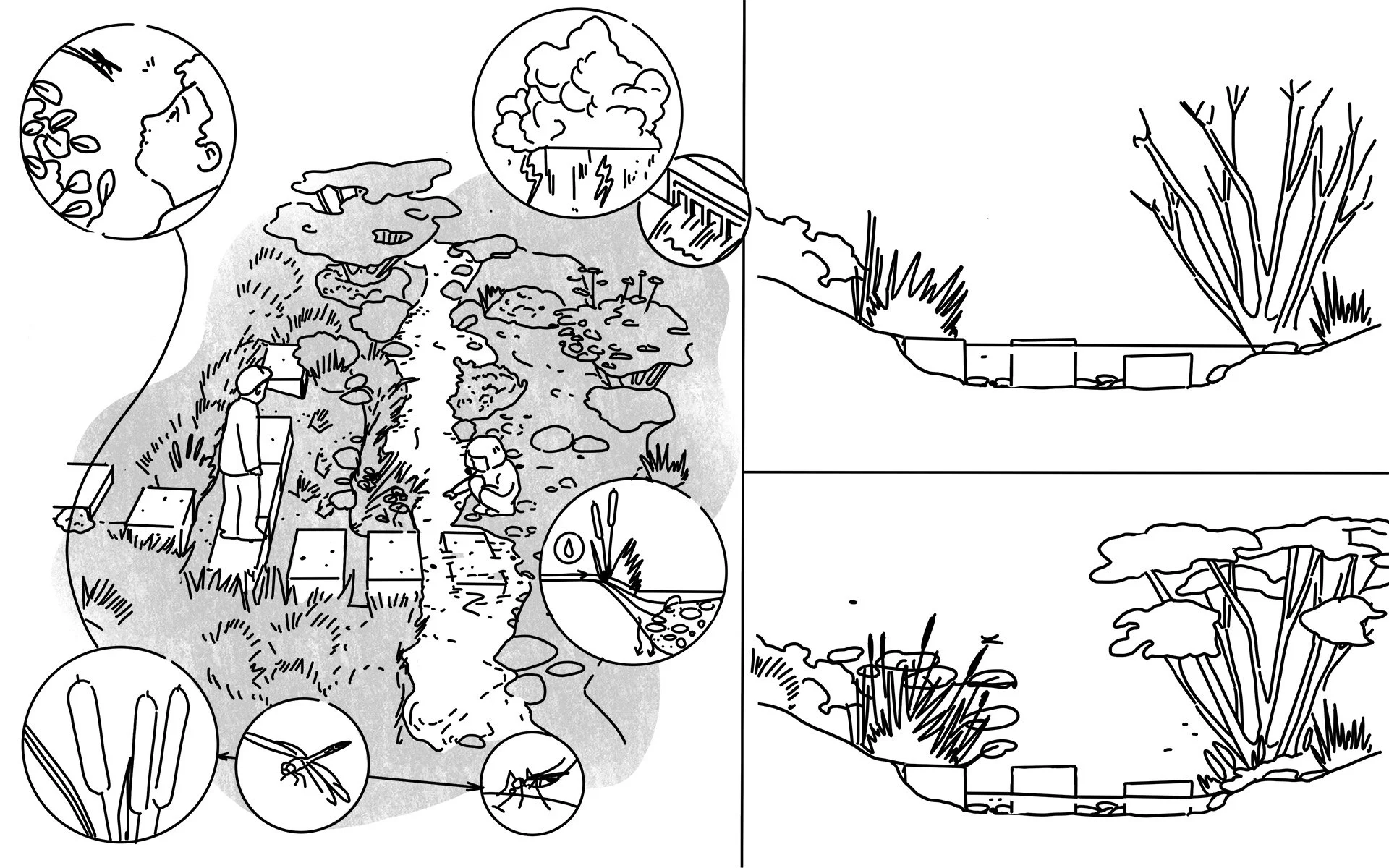 Schéma illustrant l'impact de différents phénomènes météorologiques sur la nature, comme la pluie, le vent, la température, avec des dessins de plantes, de nuages et de personnes observant la nature.