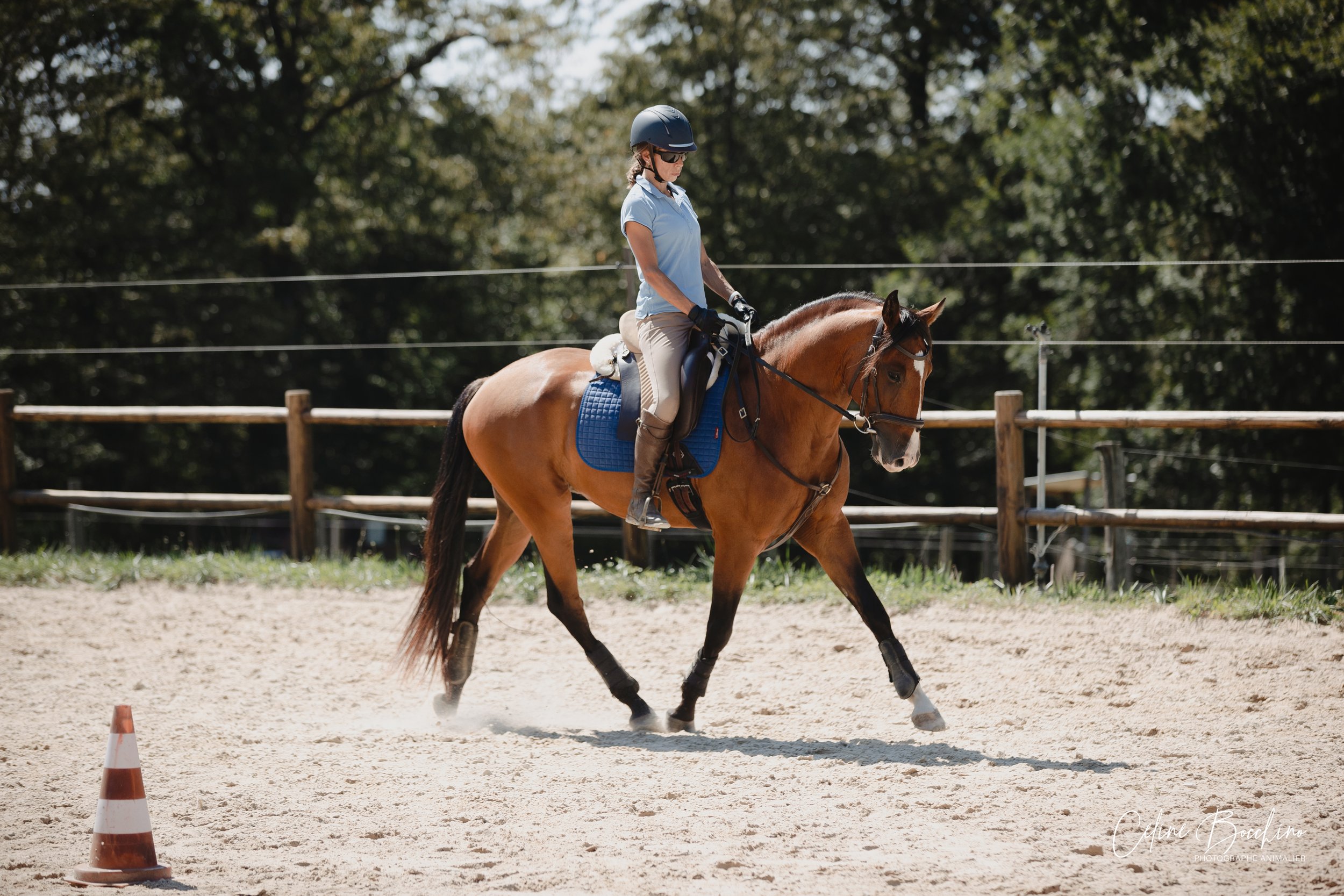 How to train a young horse for Working Equitation