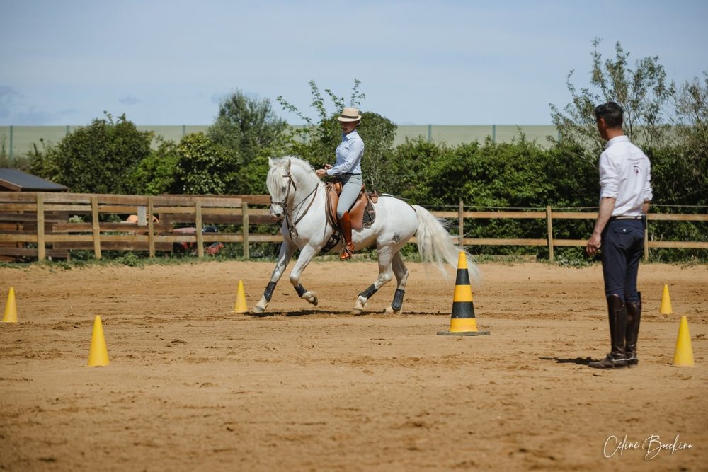 Using cones to enhance your horse’s training — Working Equitation Academy