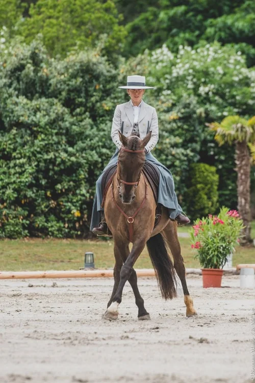 What is working equitation working equitation academy